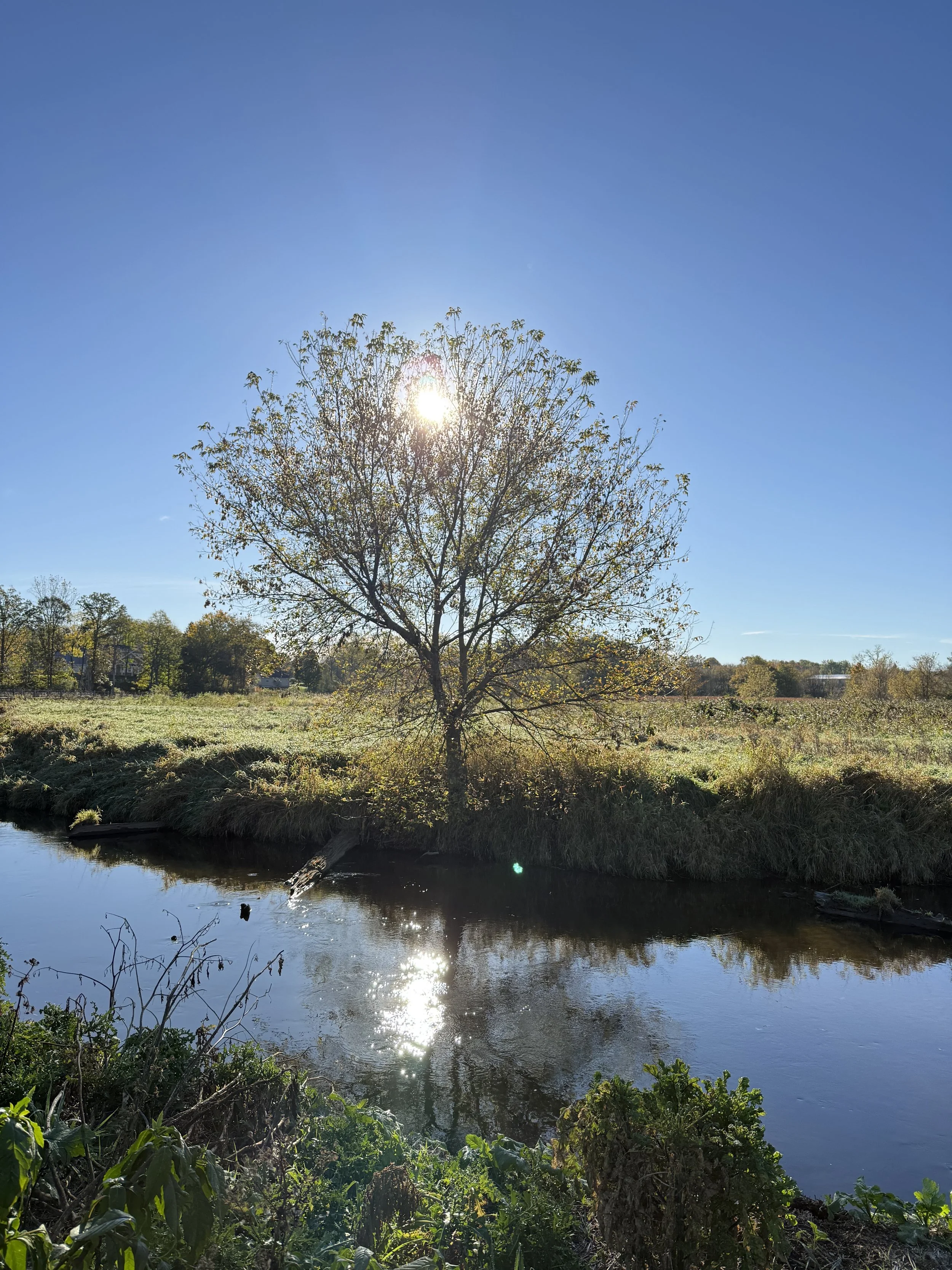 A tree at the edge of a creek on a bright October day.