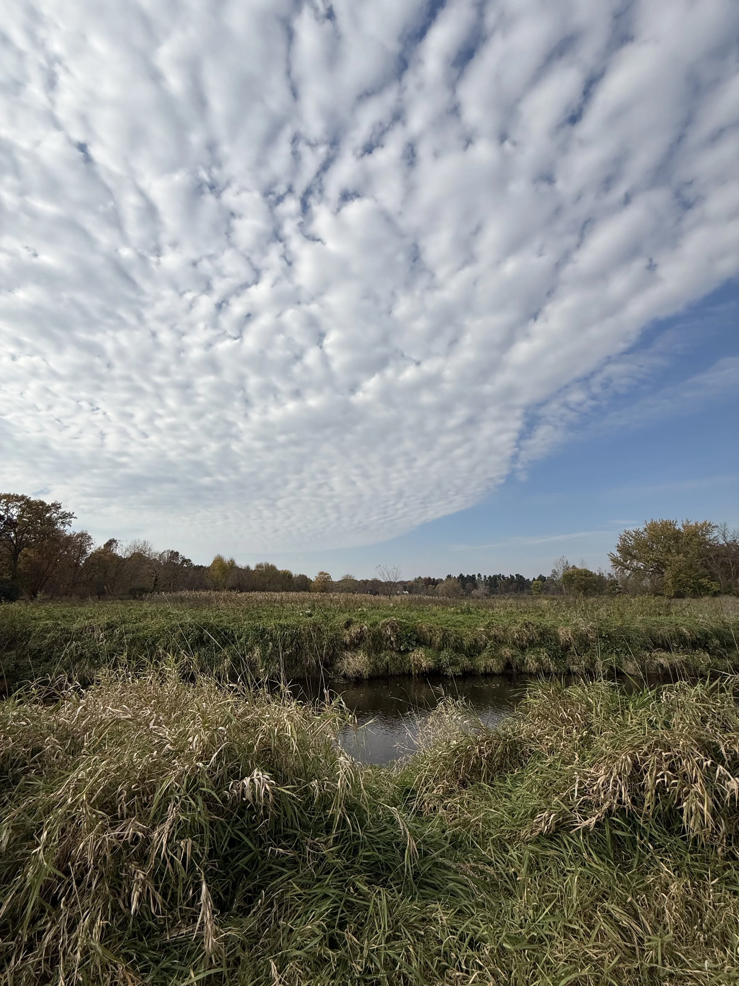 A dramatic sky of mackerel clouds over grasslands in October.