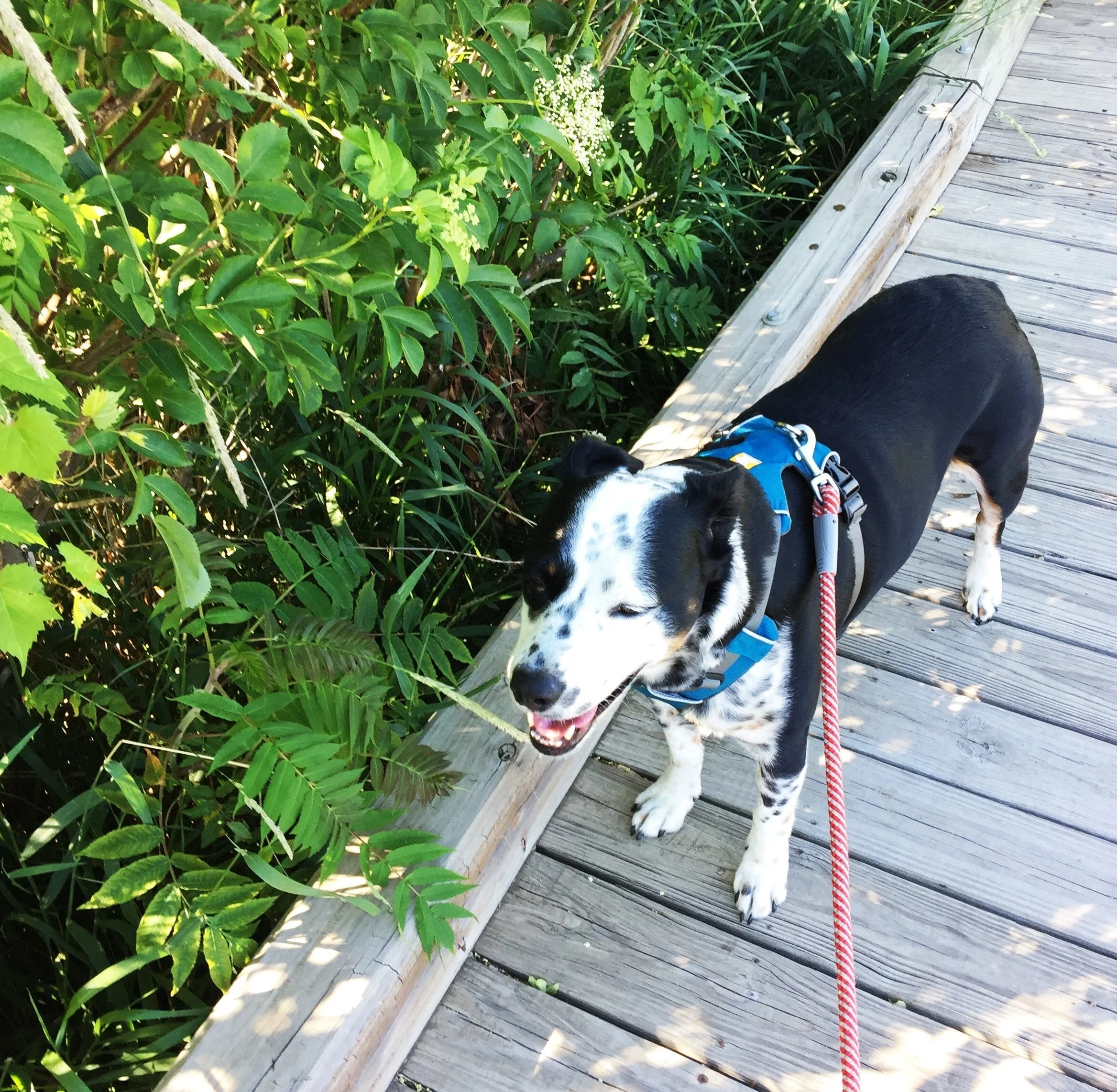 A black and white dog on a walk on a boardwalk along a creek with the person who loves him most.