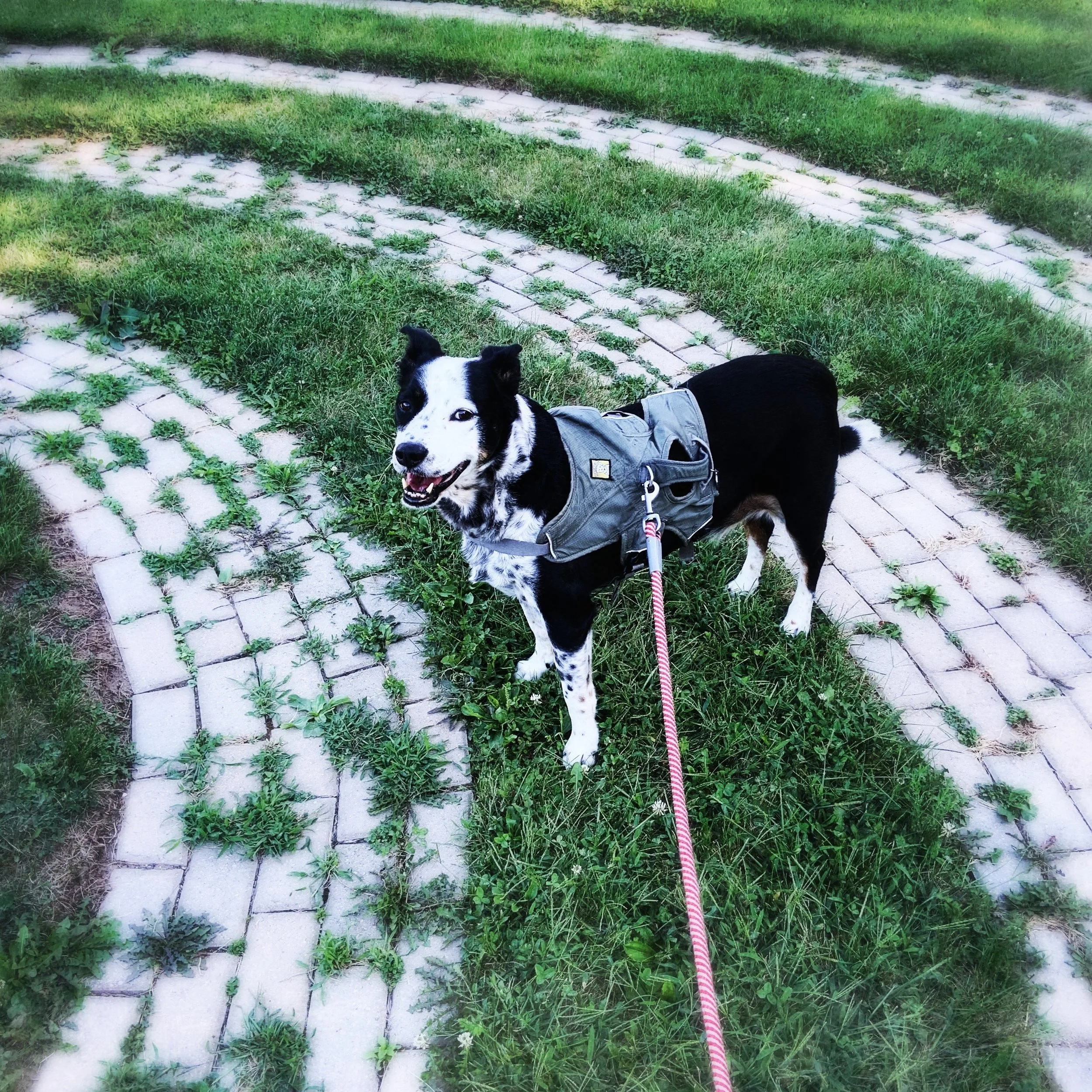 A black and white dog stands on grass with a stone labyrinth on it looking at the person who loves him most.
