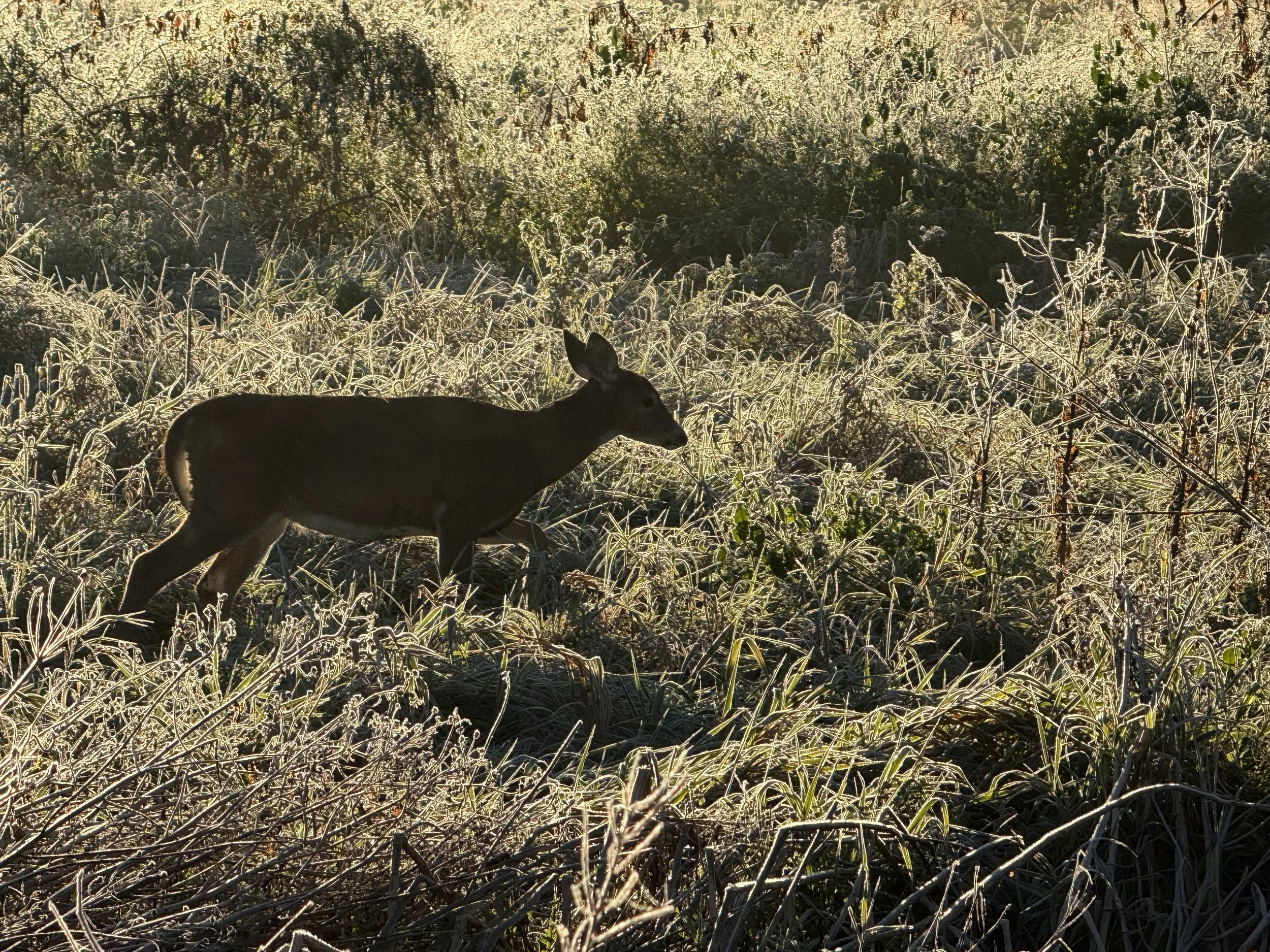 A deer walks through grasslands covered in frost with the sun rising behind it.