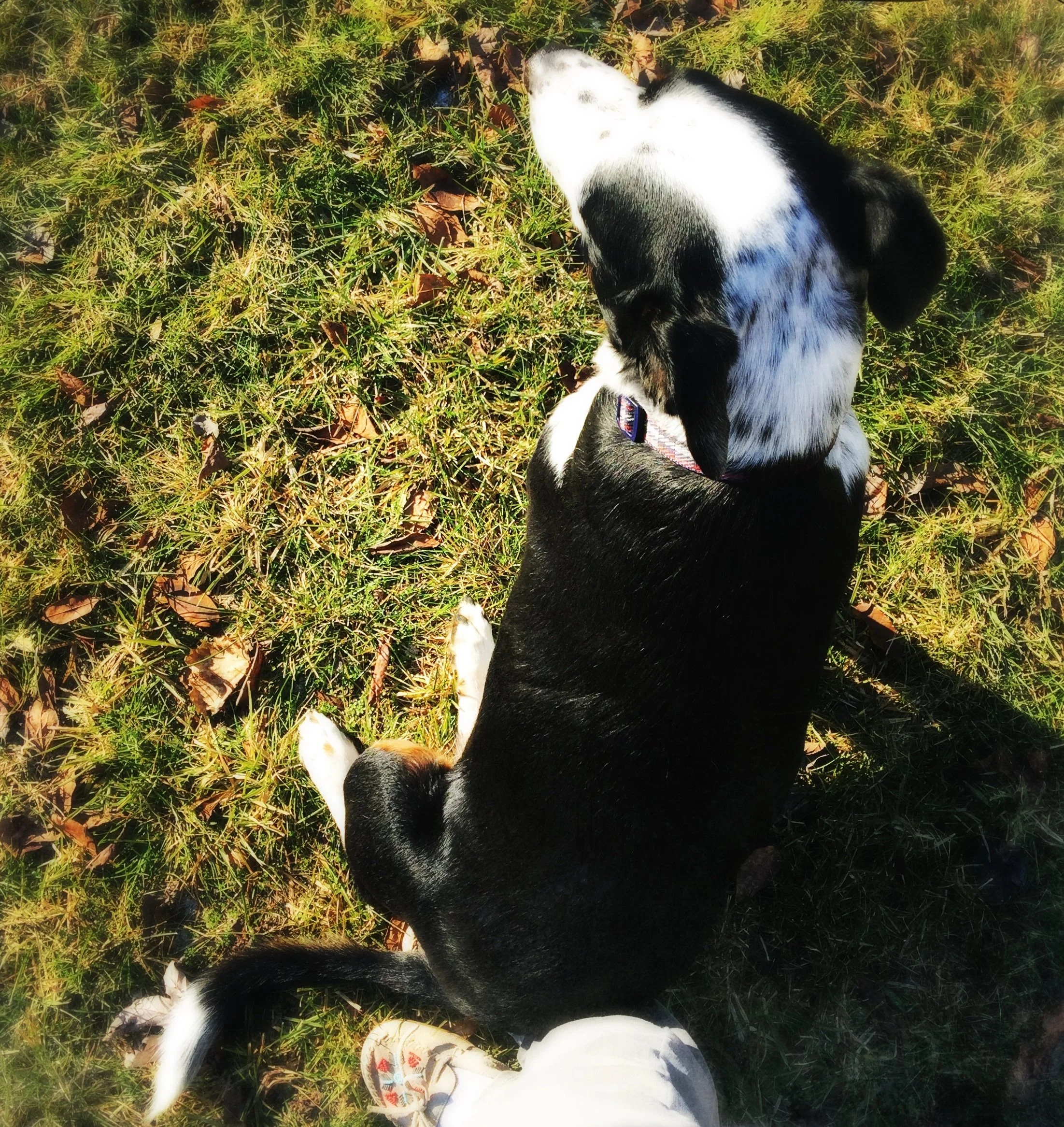 A black and white dog looking out on to a yard while sitting on the foot of the person who loves him most.