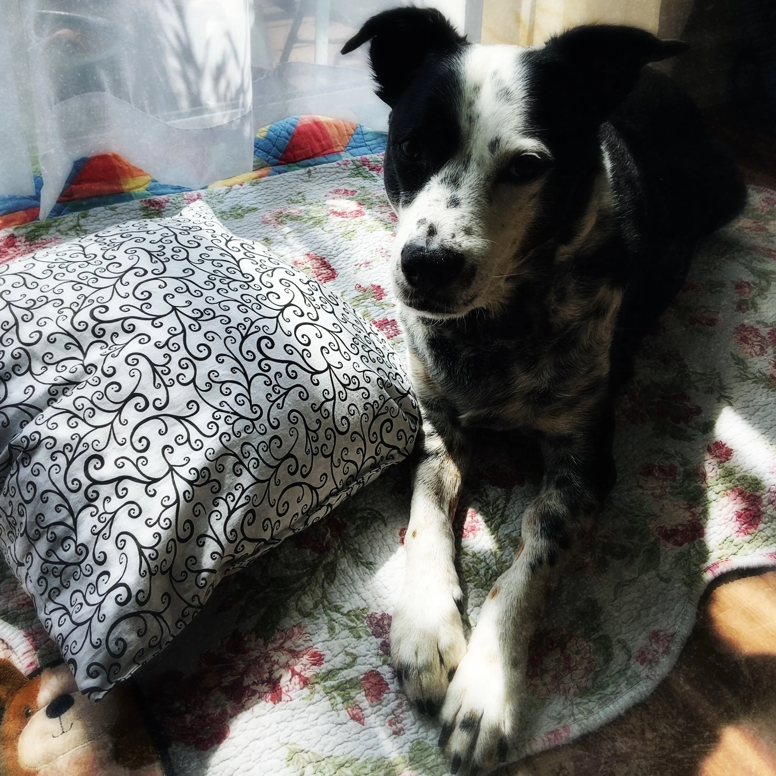 A black and white dog lays solemnly in front of a doorwall in shadow and light sun looking at the person who loves him most.