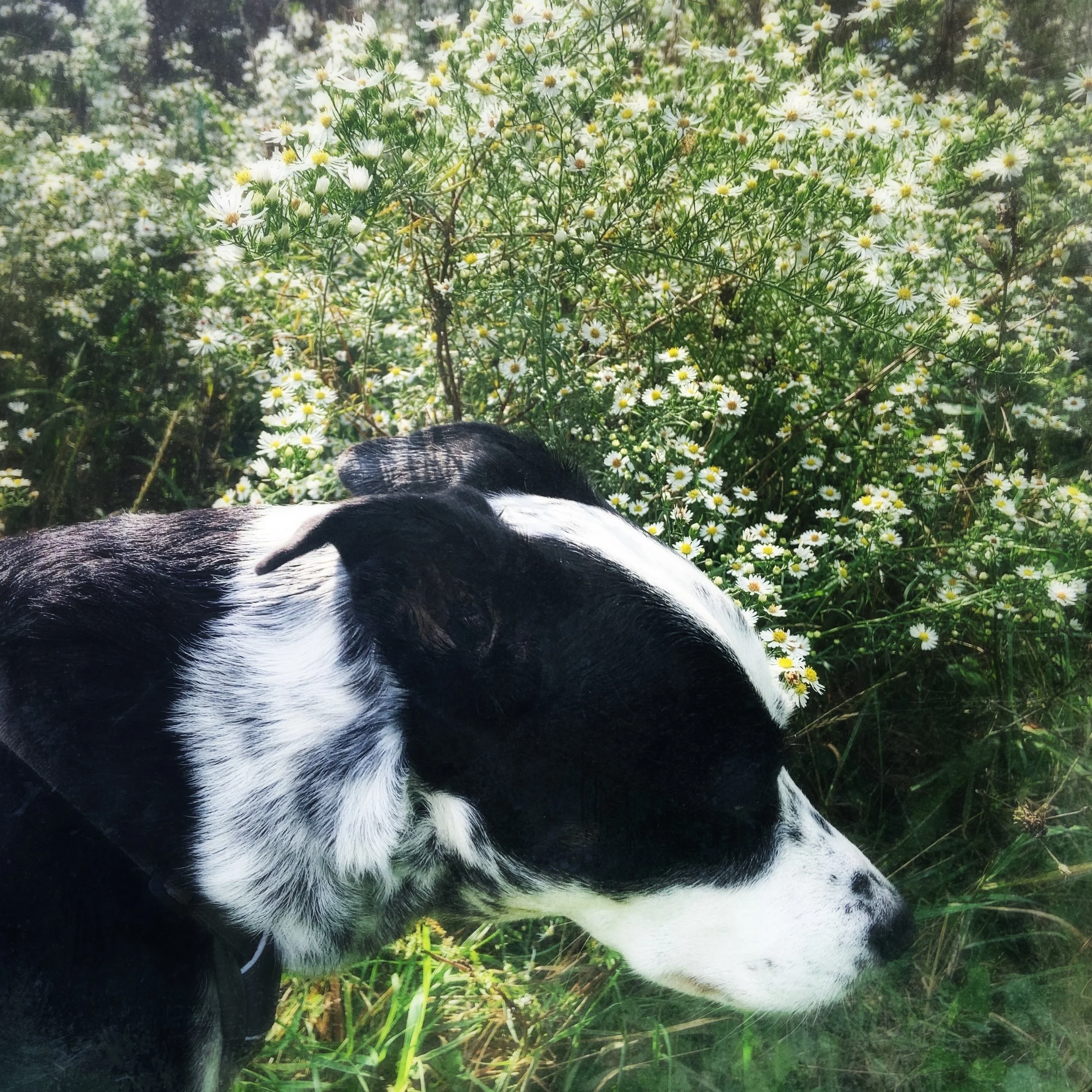 A black and white dog walking by a large clump of wild asters blooming in late-fall light with the person who loves him most.