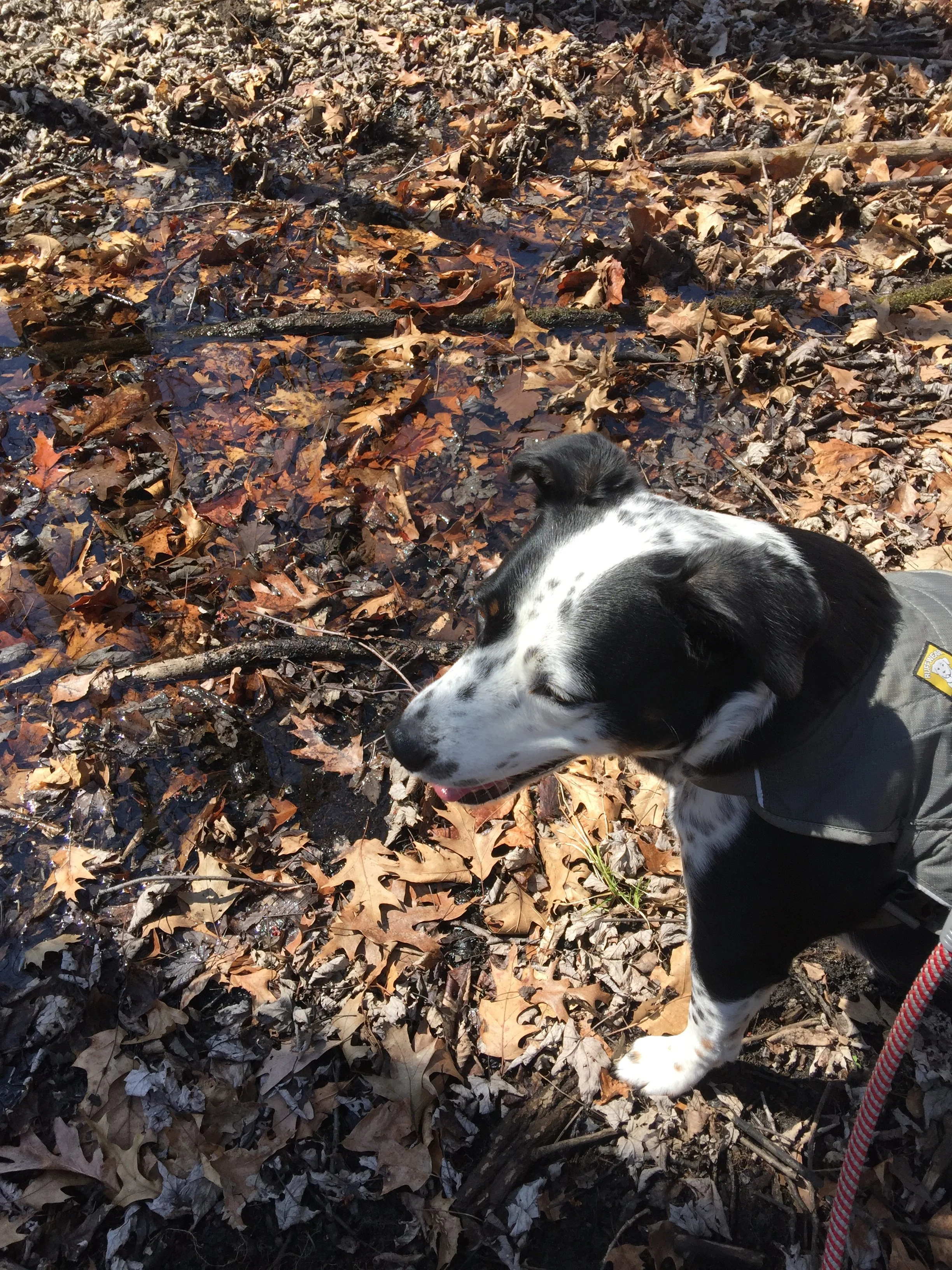 A black and white dog happily exploring the spring forest with the person who loves him most.