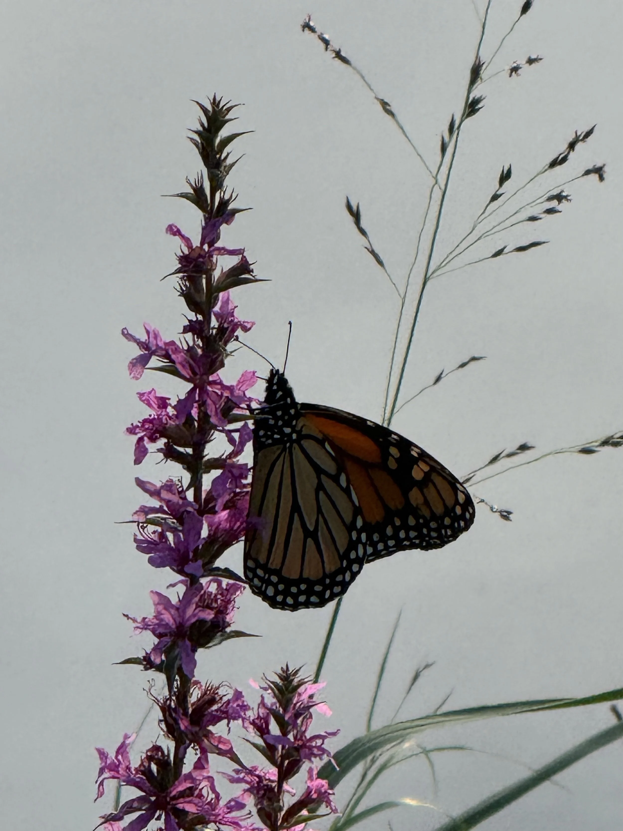 A monarch butterfly feeding on a purple loosestrife at the edge of a creek on a September evening.