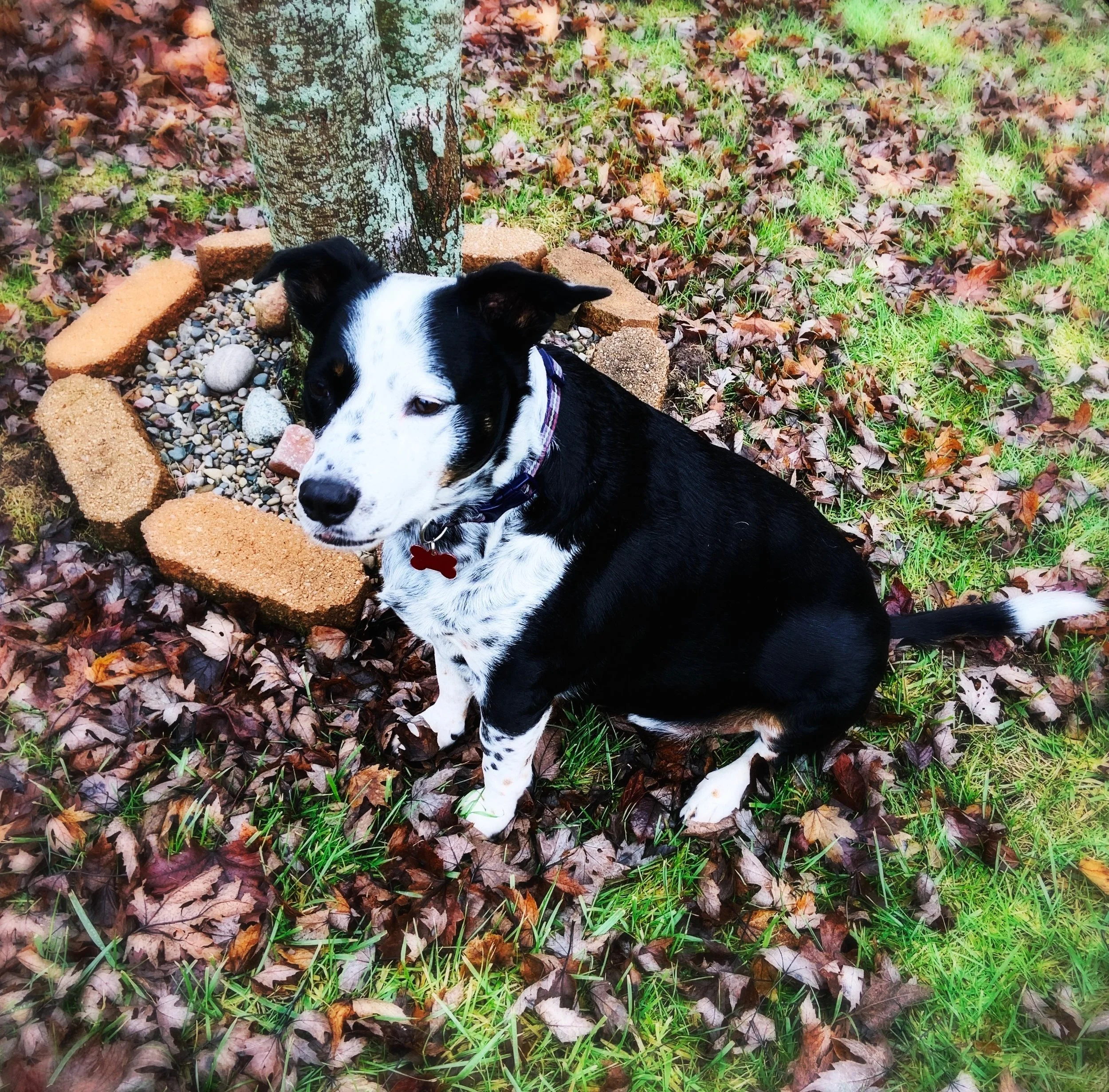 A black and white dog stands in a yard in wintertime sniffing the air.