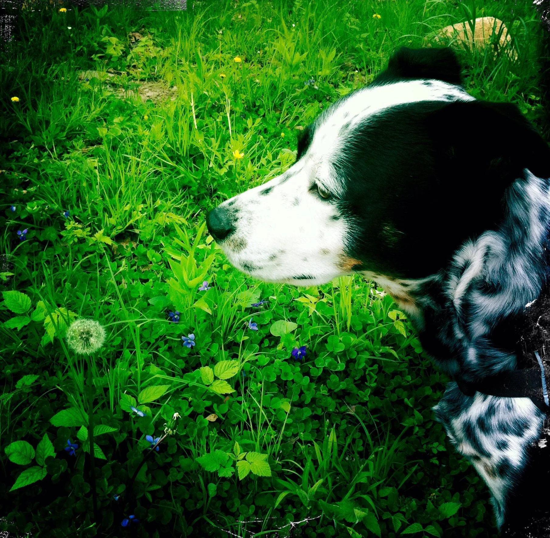 A black and white dog seen in profile in early days of spring among wood violets with the person who loves him most.