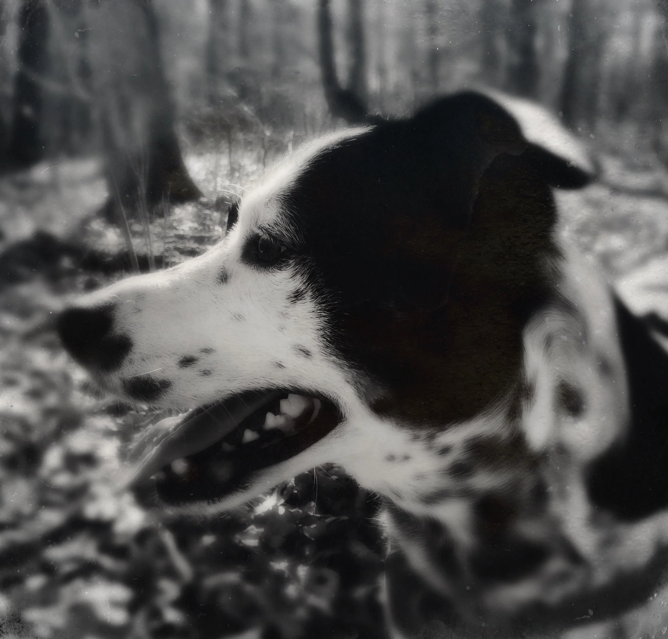 A black and white photo of a black and white dog in profile in the woods with the person who loves him most.