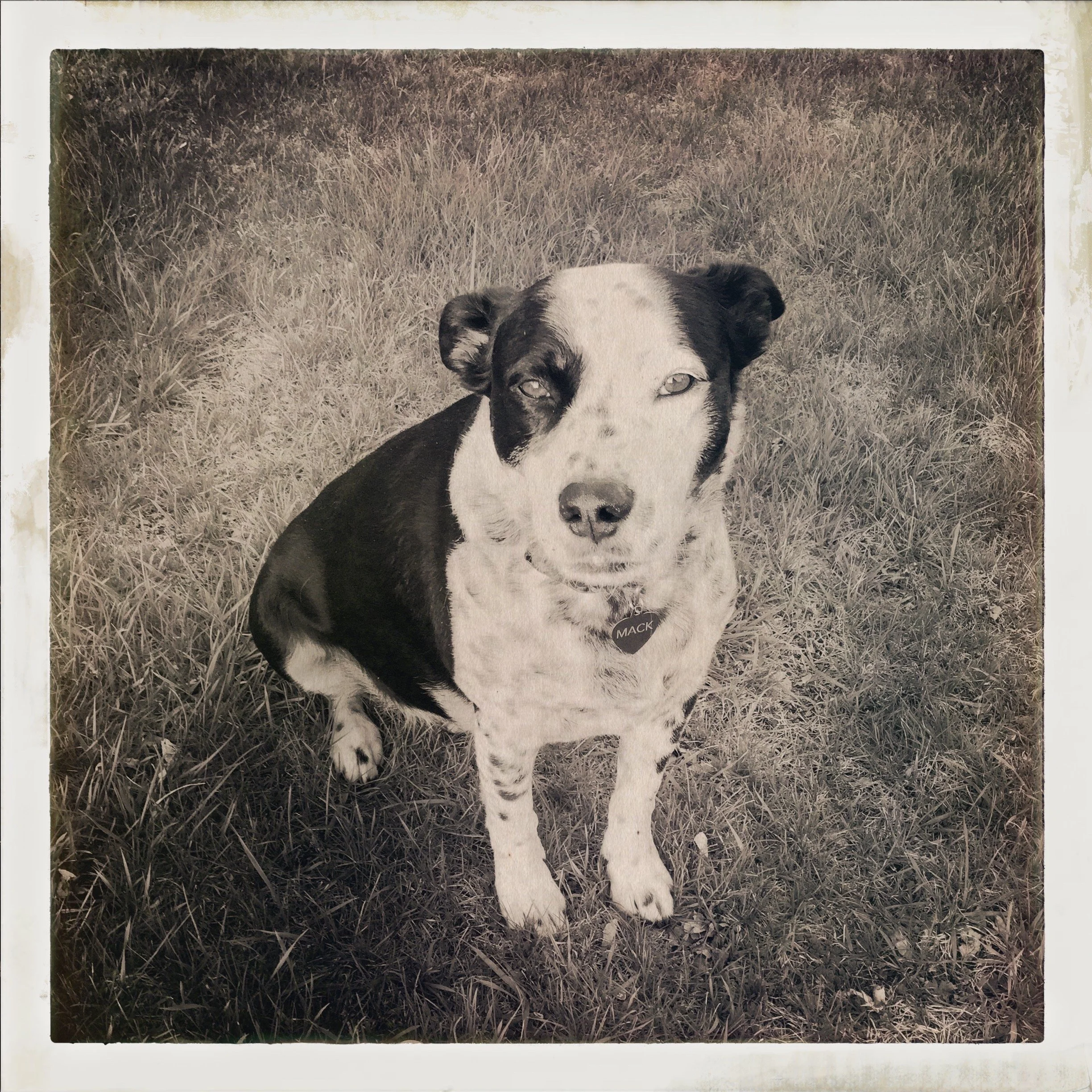 A black and white dog stands in grass looking at the person who loves him most.