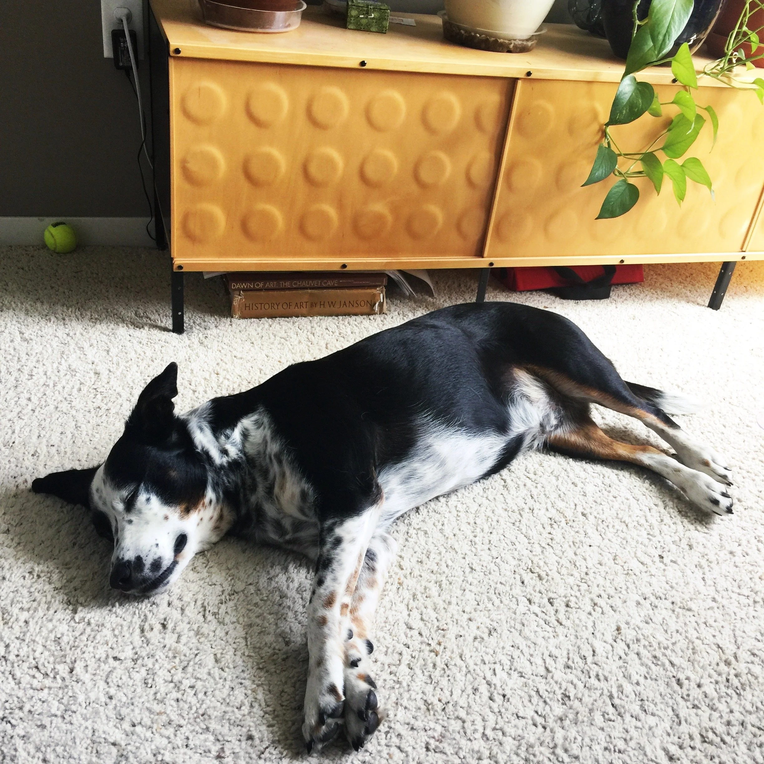 A black and white dog sleeping on his side in a room with plants while the people who love him most look on.