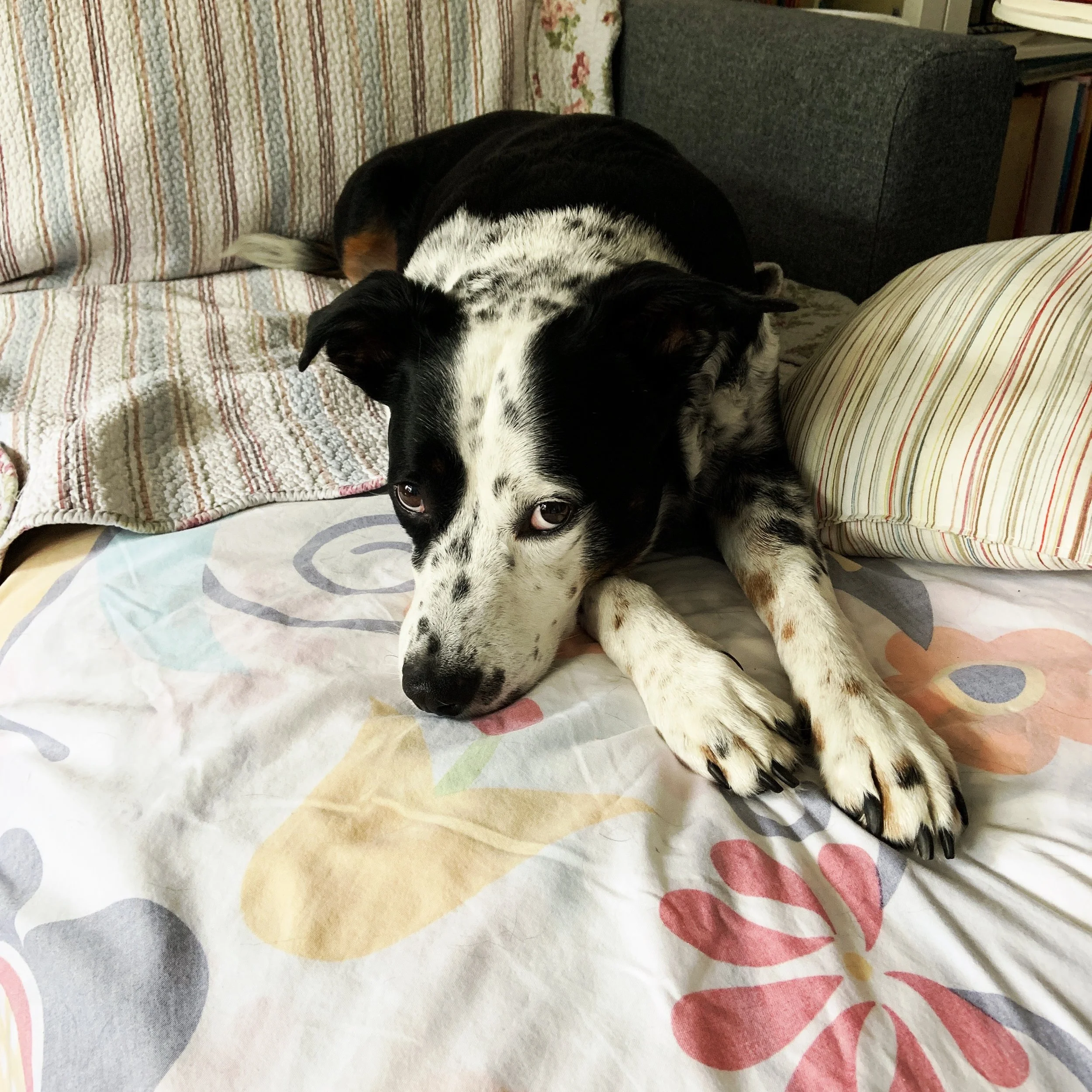 A black and white dog sitting with his chin down on a couch looking at the person who loves him most.