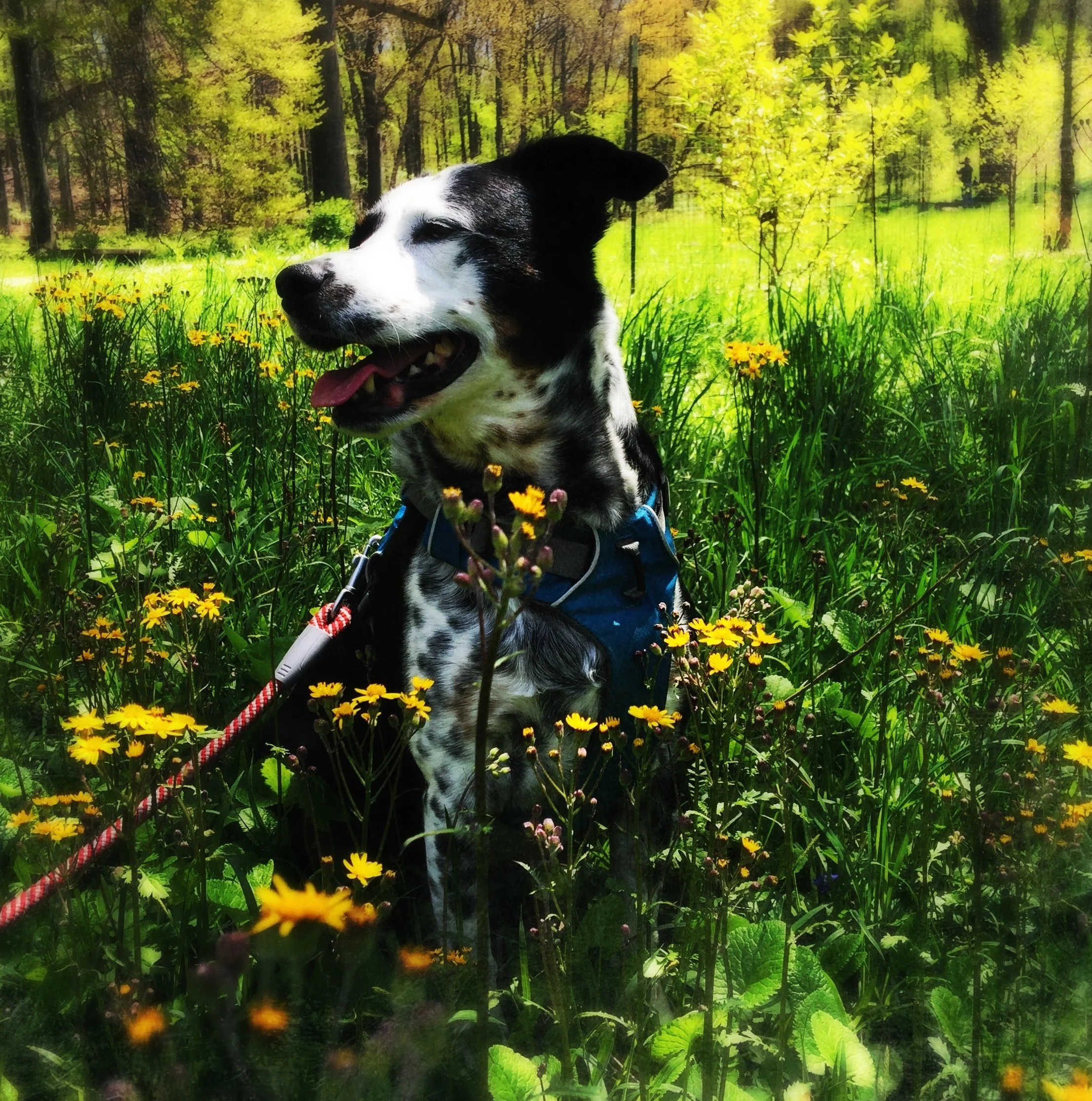 A black and white dog sits happily among whildflowers on a sunny day with the person who loves him most.