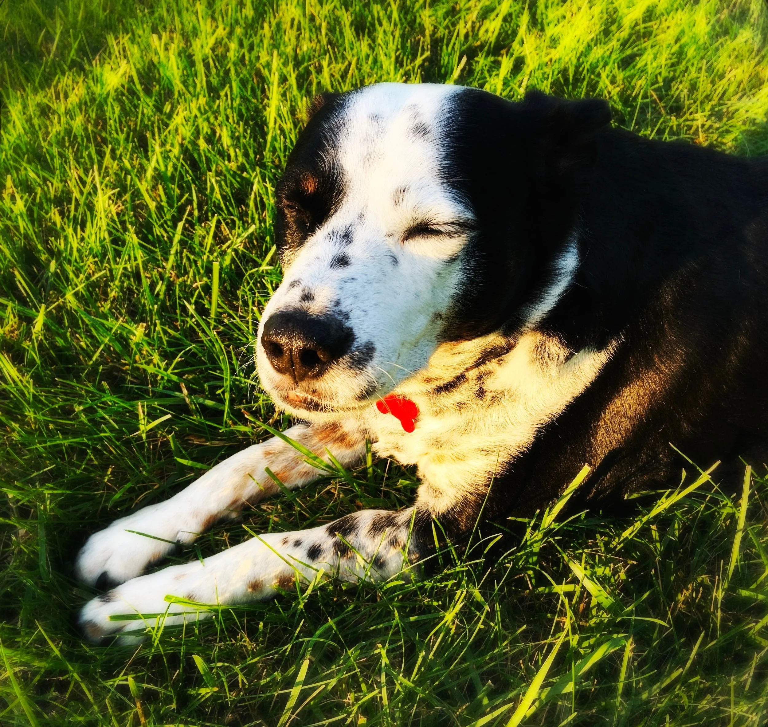 A black and white dog laying in the grass with setting sun shining on him with the person who loves him most.