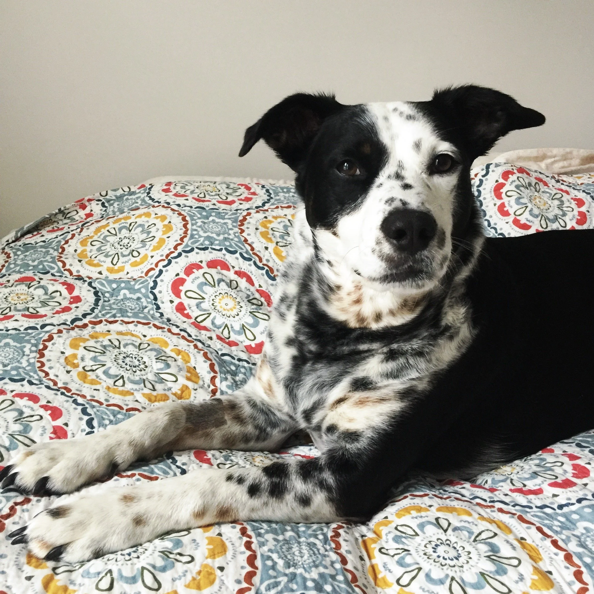 A black and white dog lies on a colorful quilt alert and looking at the person who loves him most.