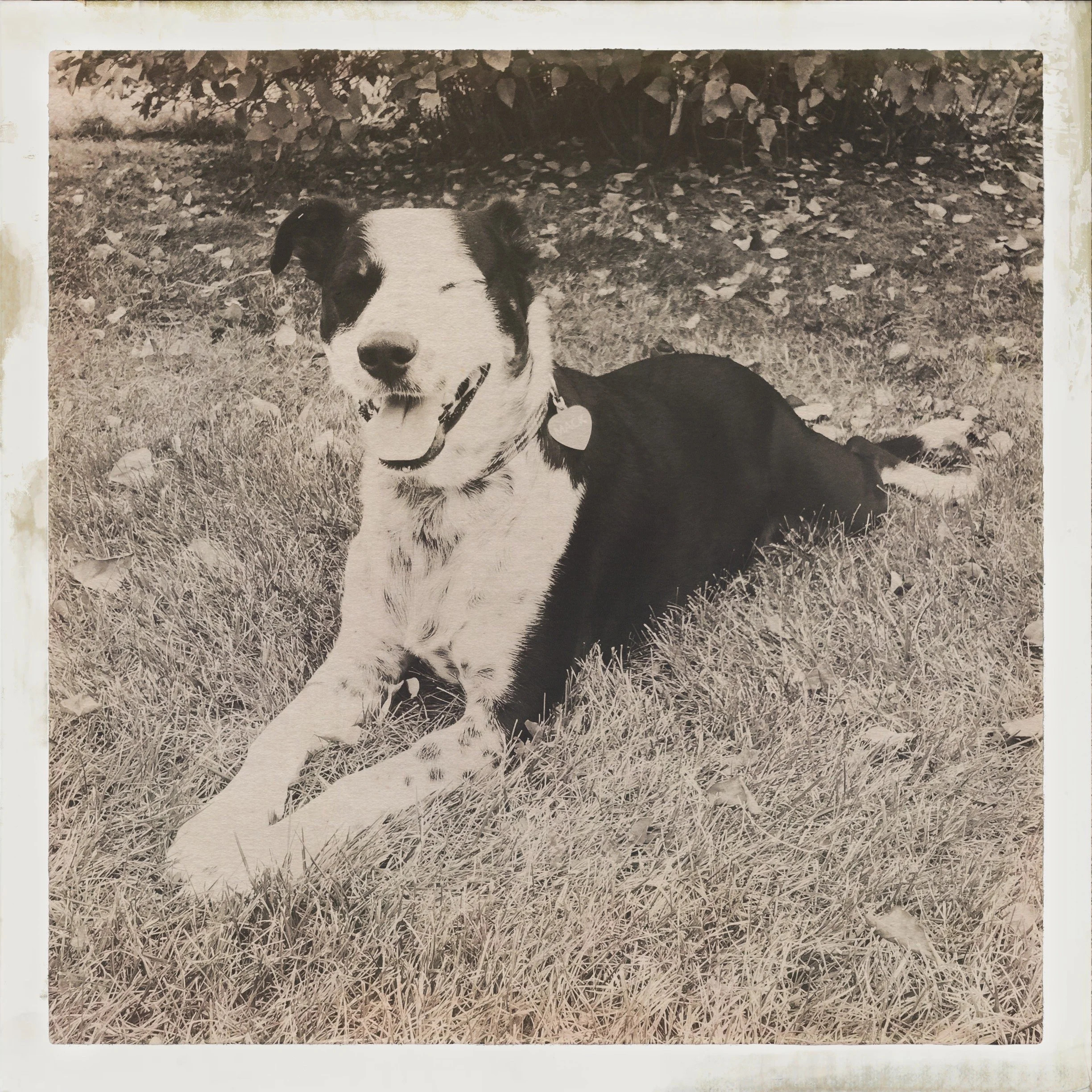 A black and white dog in a black and white photo lies on the grass with his eyes closed smiling with the person who loves him most.
