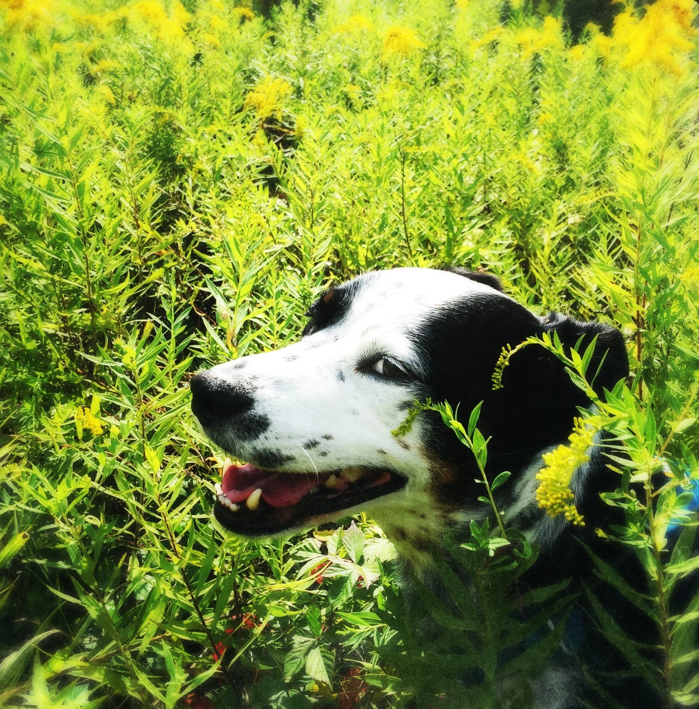 A black and white dog stands smiling in a patch of goldenrod while looking at the person who loves him most.