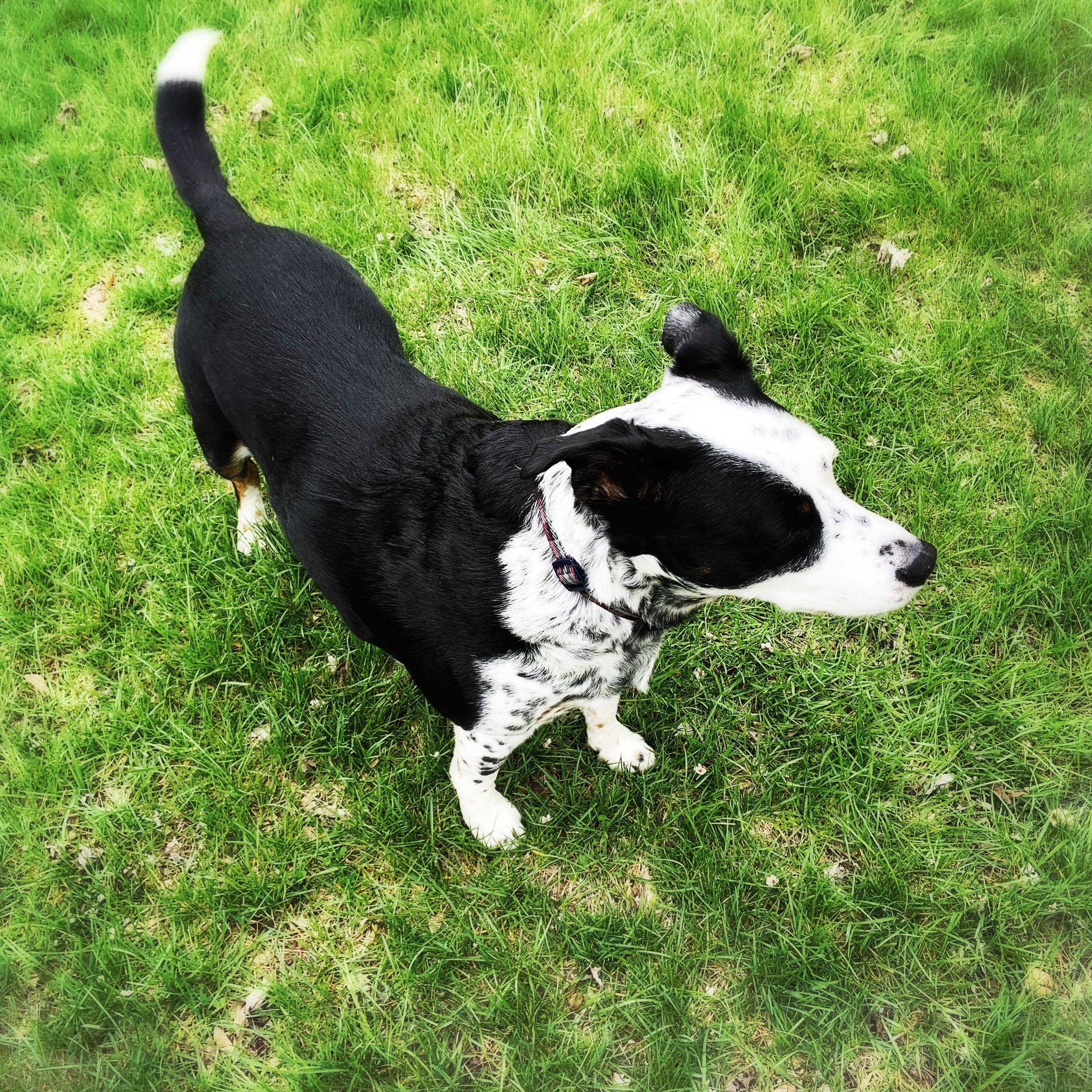 A black and white dog stand in green grass with the person who loves him most.