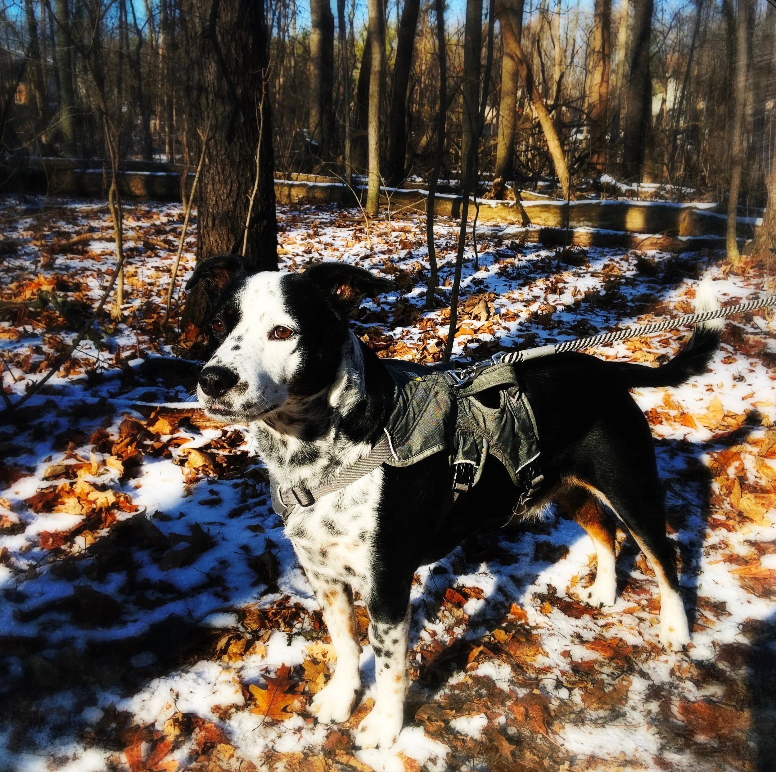 A black and white dog stands alert in the forest on a sunny winter day with the person who loves him most.