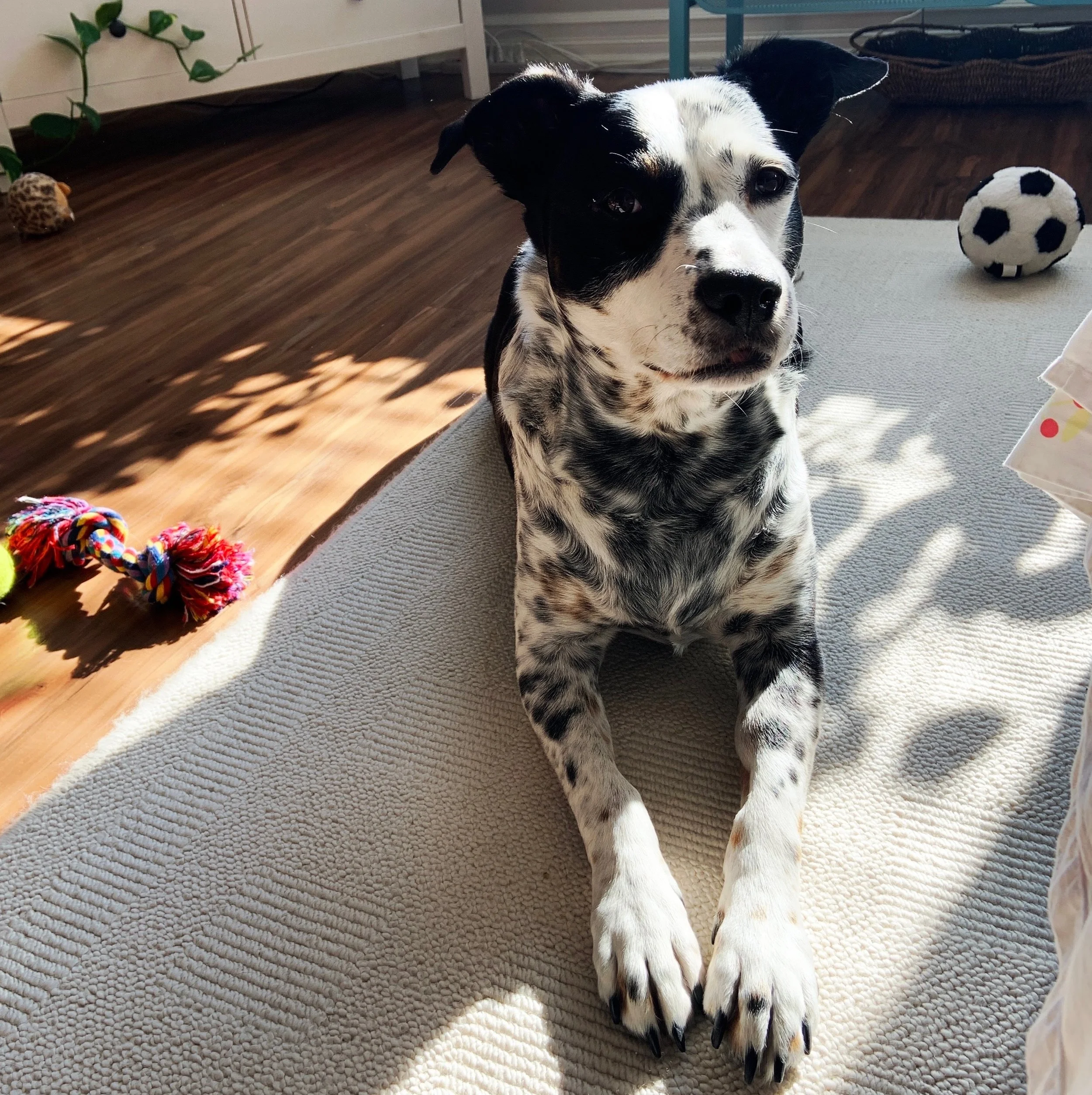 A black and white dog lays peacefully on the floor in sunshine with a few toys nearby looking at the person who loves him most.