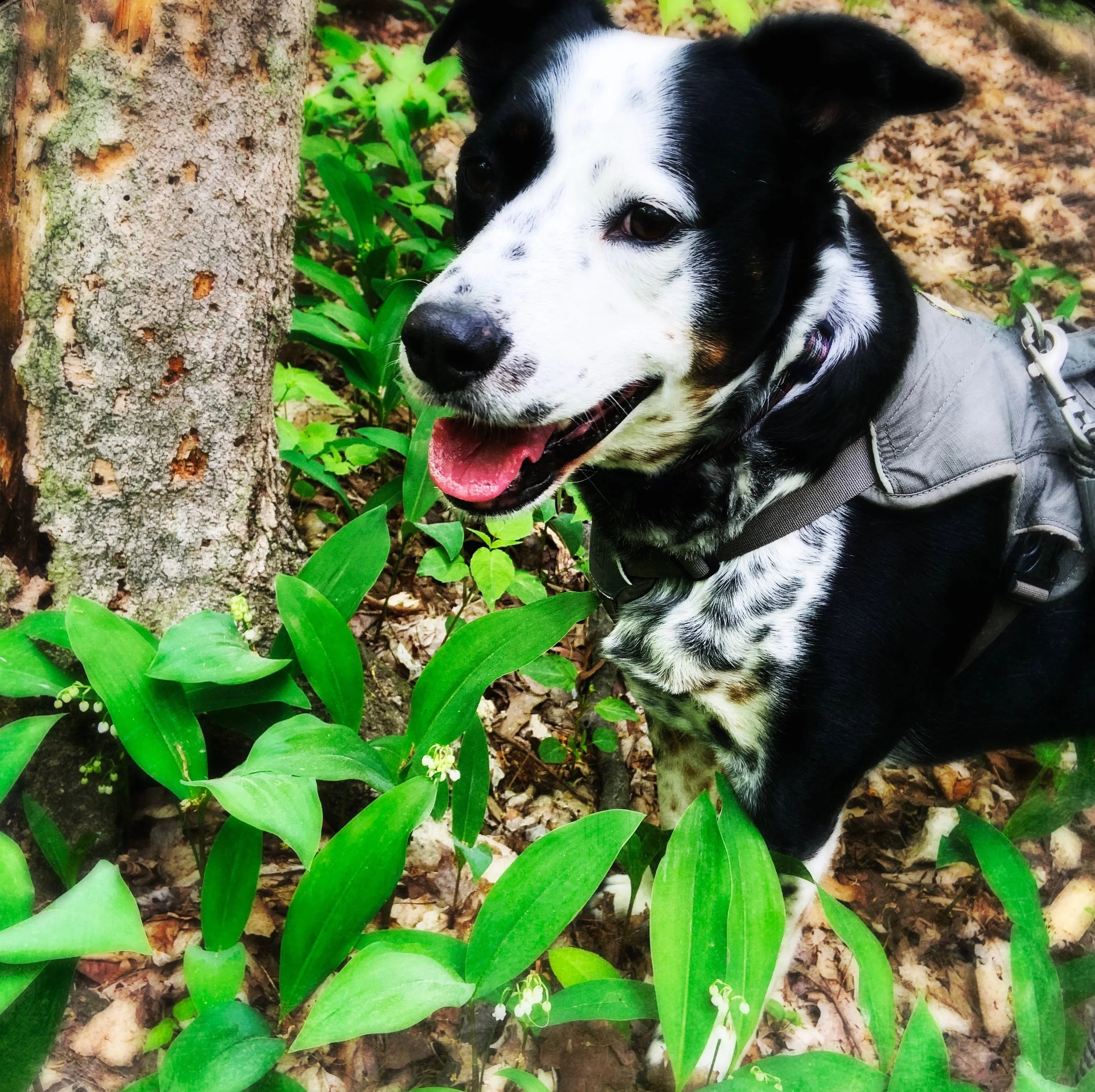 A black and white dog happily discovers a patch of wild lily of the valley blooming in the forest with the person who loves him most.