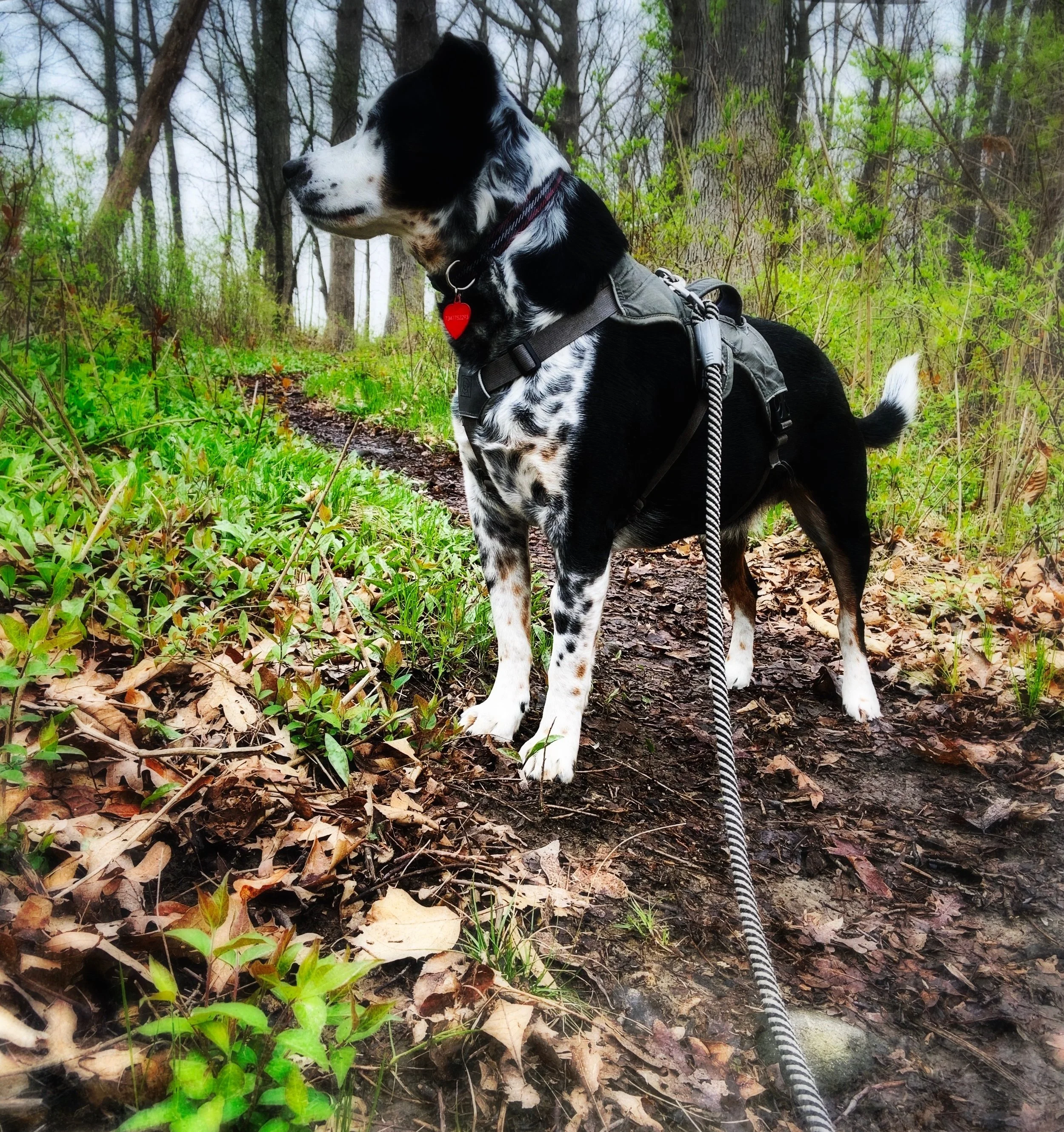 A black and white dog pauses on a path in the woods to look in the distance in the spring with the person who loves him most.