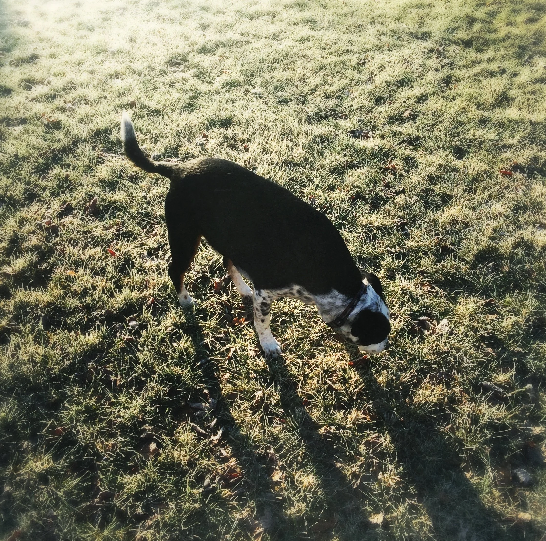 A black and white dog out in a yard sniffing the earth first thing in the morning in the presence of the person who loves him most.