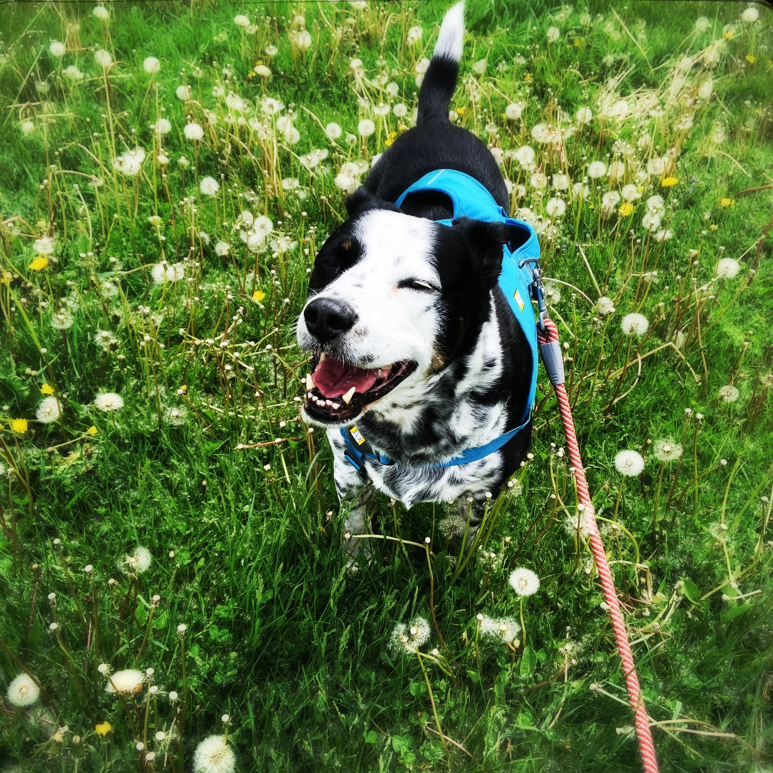 A black and white dog stand smiling in a cluster of dandelions in April with the person who loves him most.