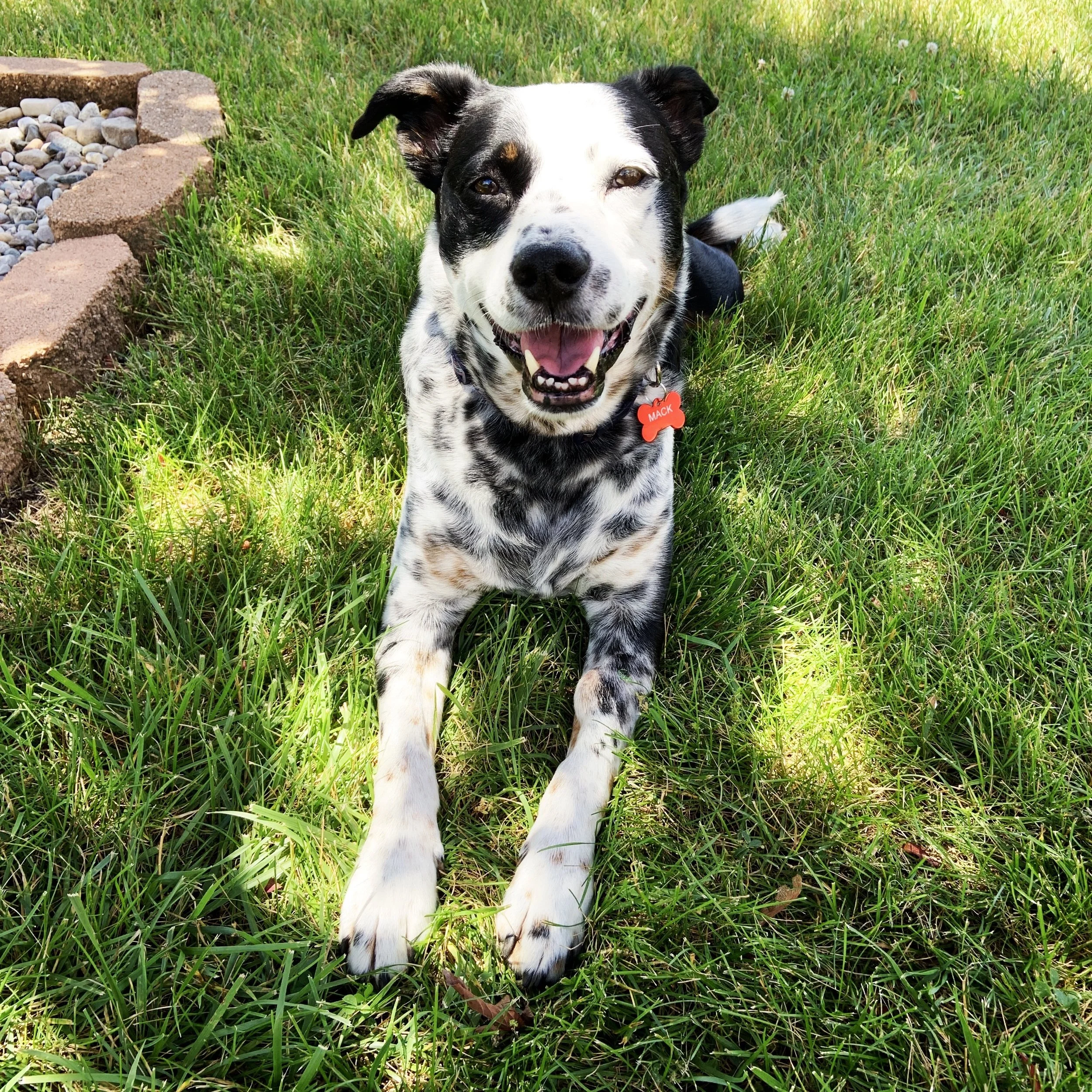 A black and white dog sitting in the grass smiling at the person who loves him most.