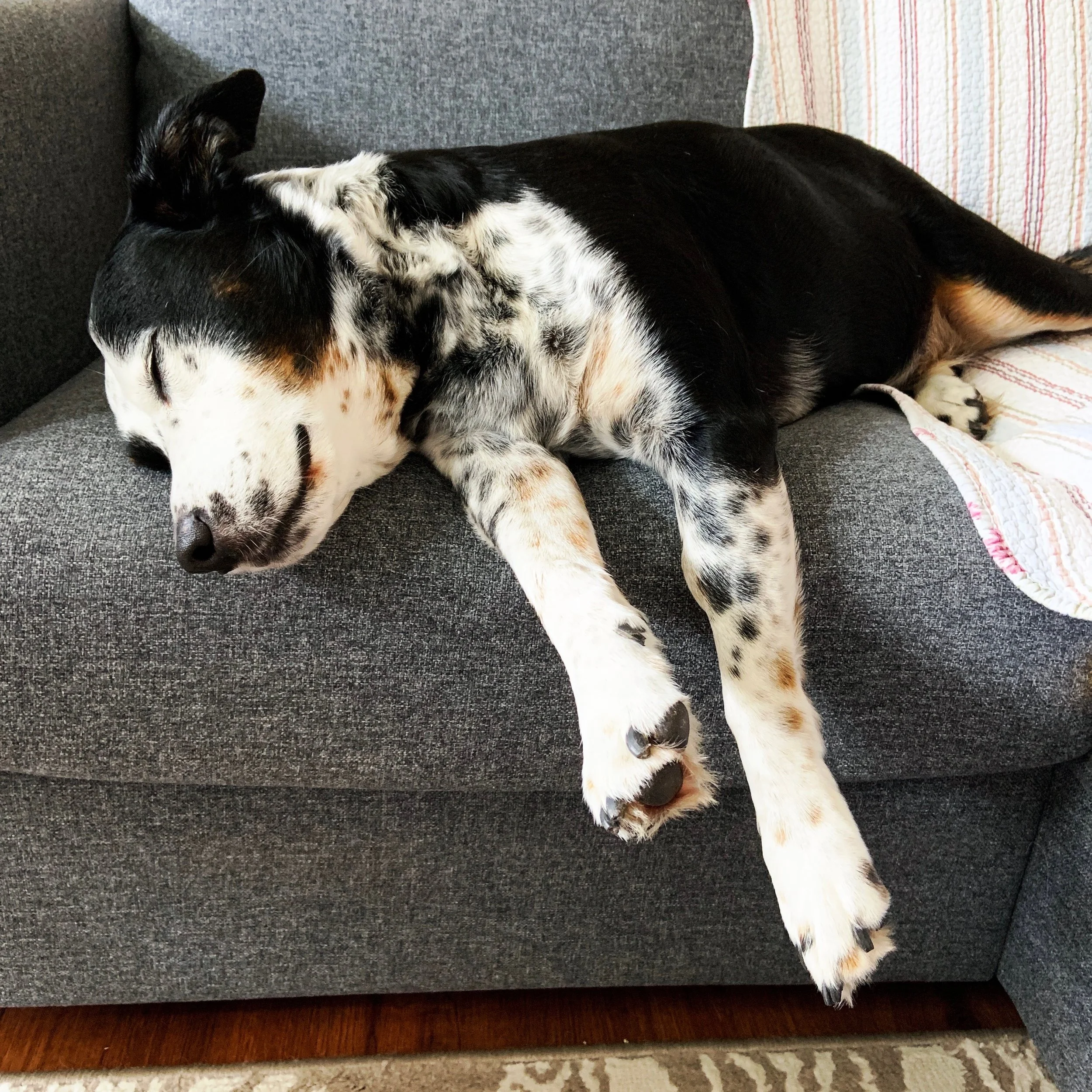 A black and white dog sleeping soundly on a couch in the presence of the person who loves him most.