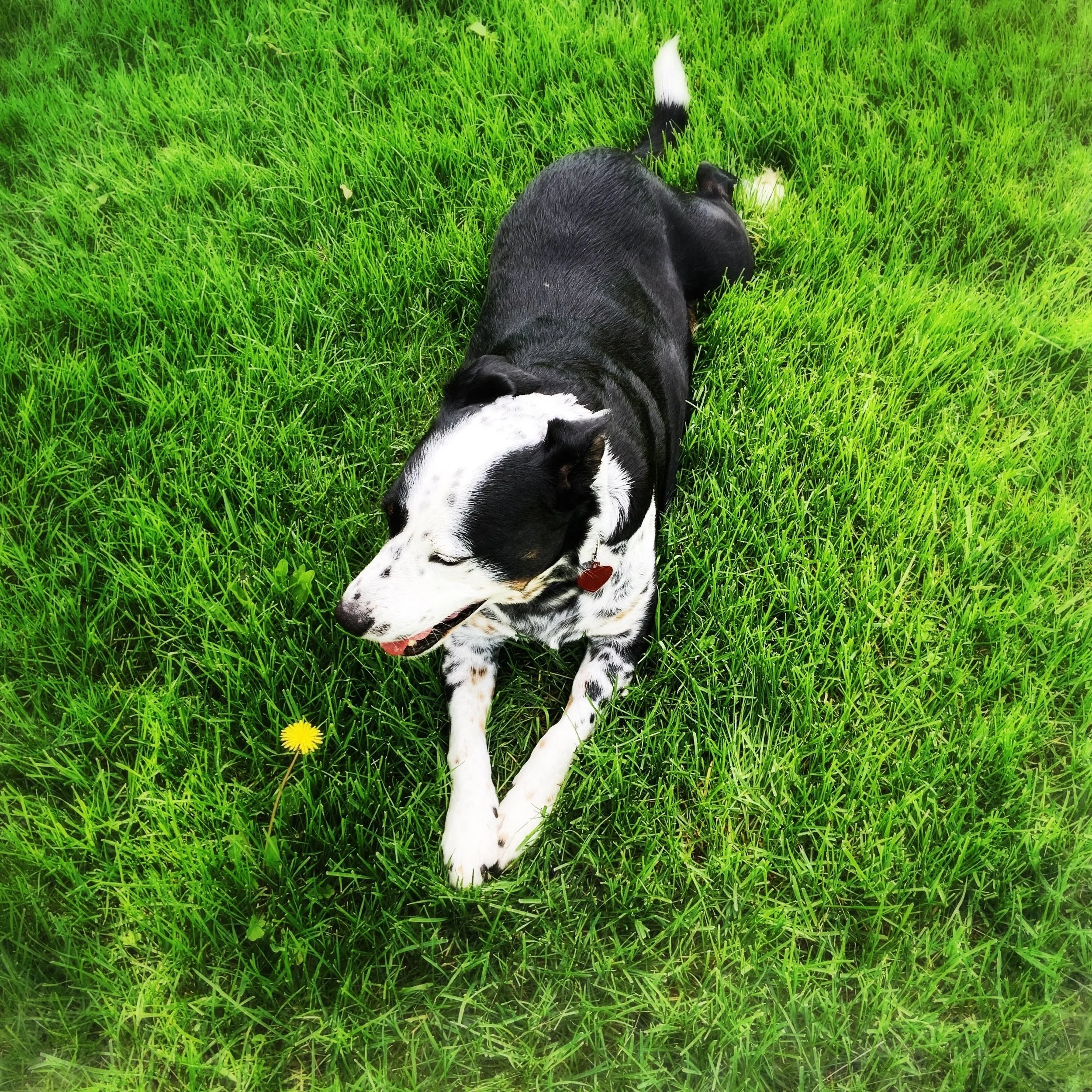 A black and white dog lying in the summer grass next to one blooming dandelion with the person who loves him most.