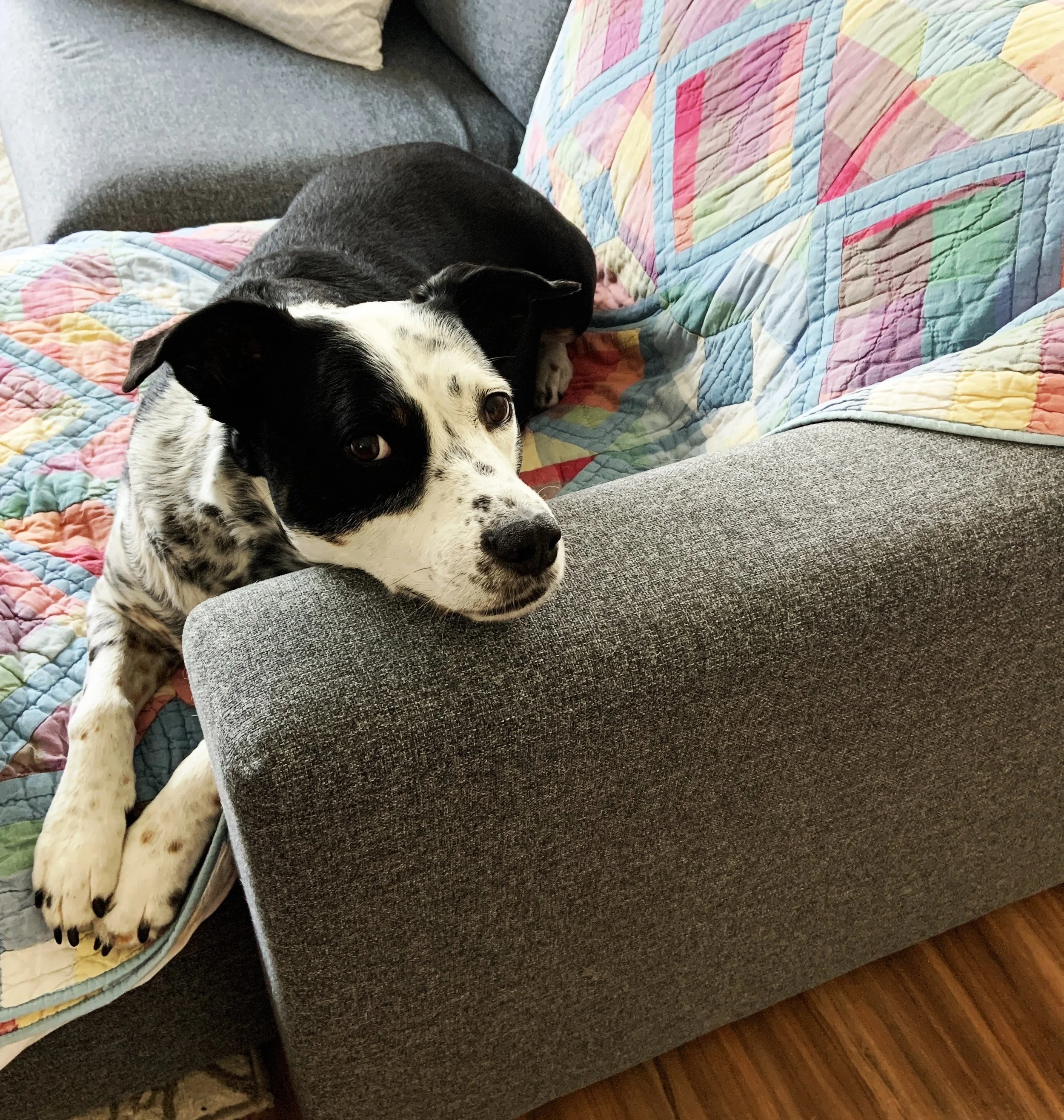 A black and white dog sitting inside on a colorful quilt looking at the person who loves him most.