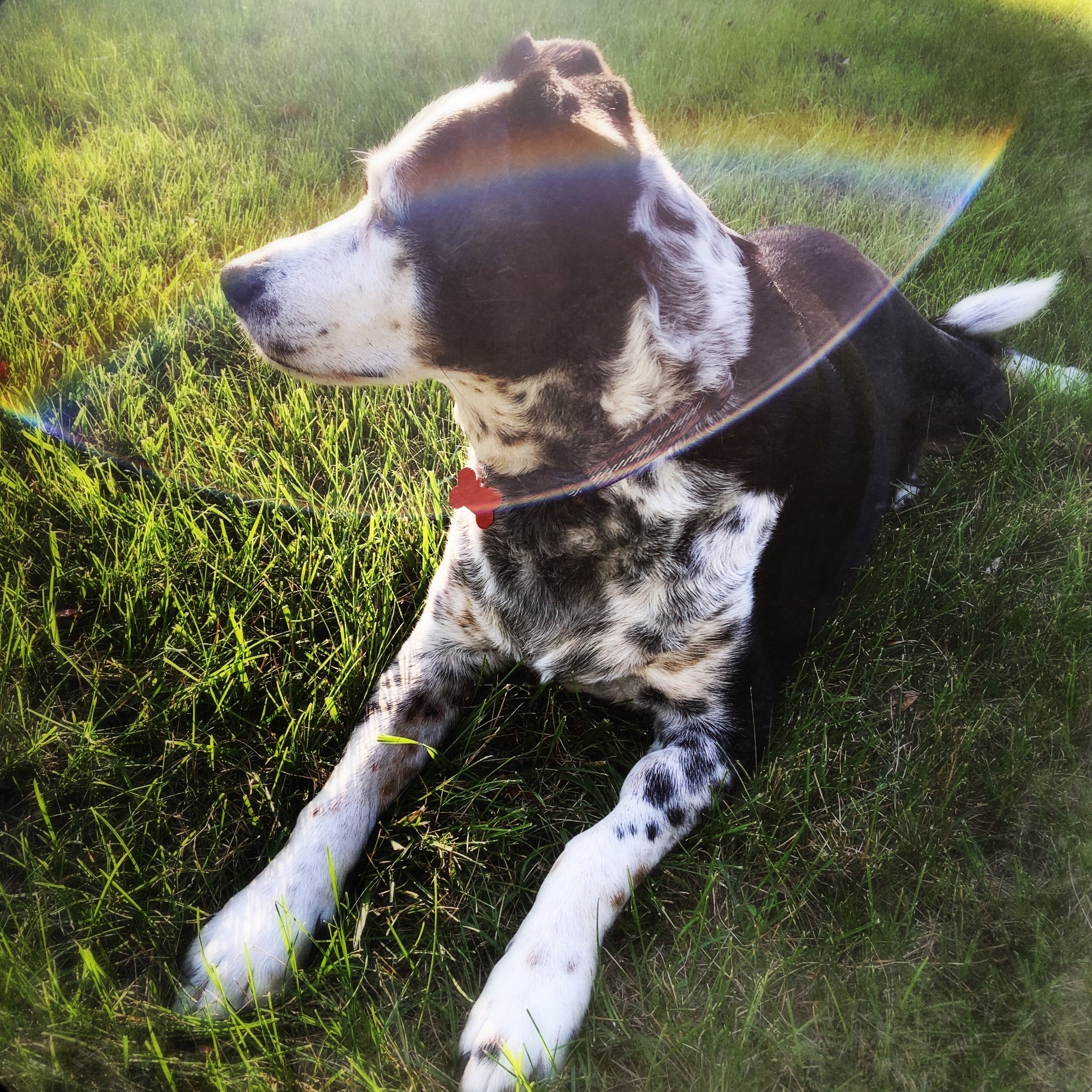 A black and white dog sits in summer grass with the person who loves him most.