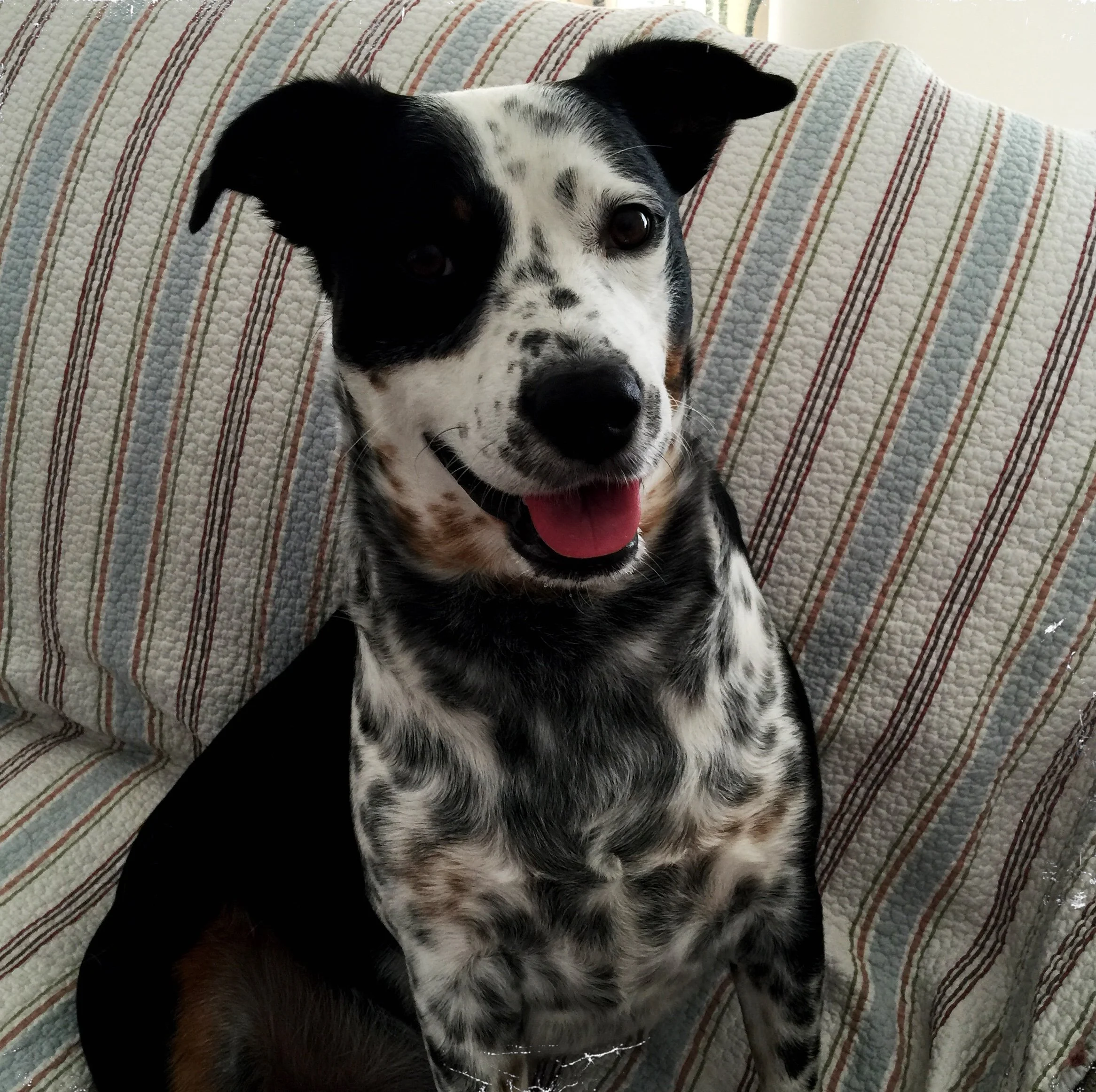 A black and white dog sits in his home smiling while looking at the person who loves him most.