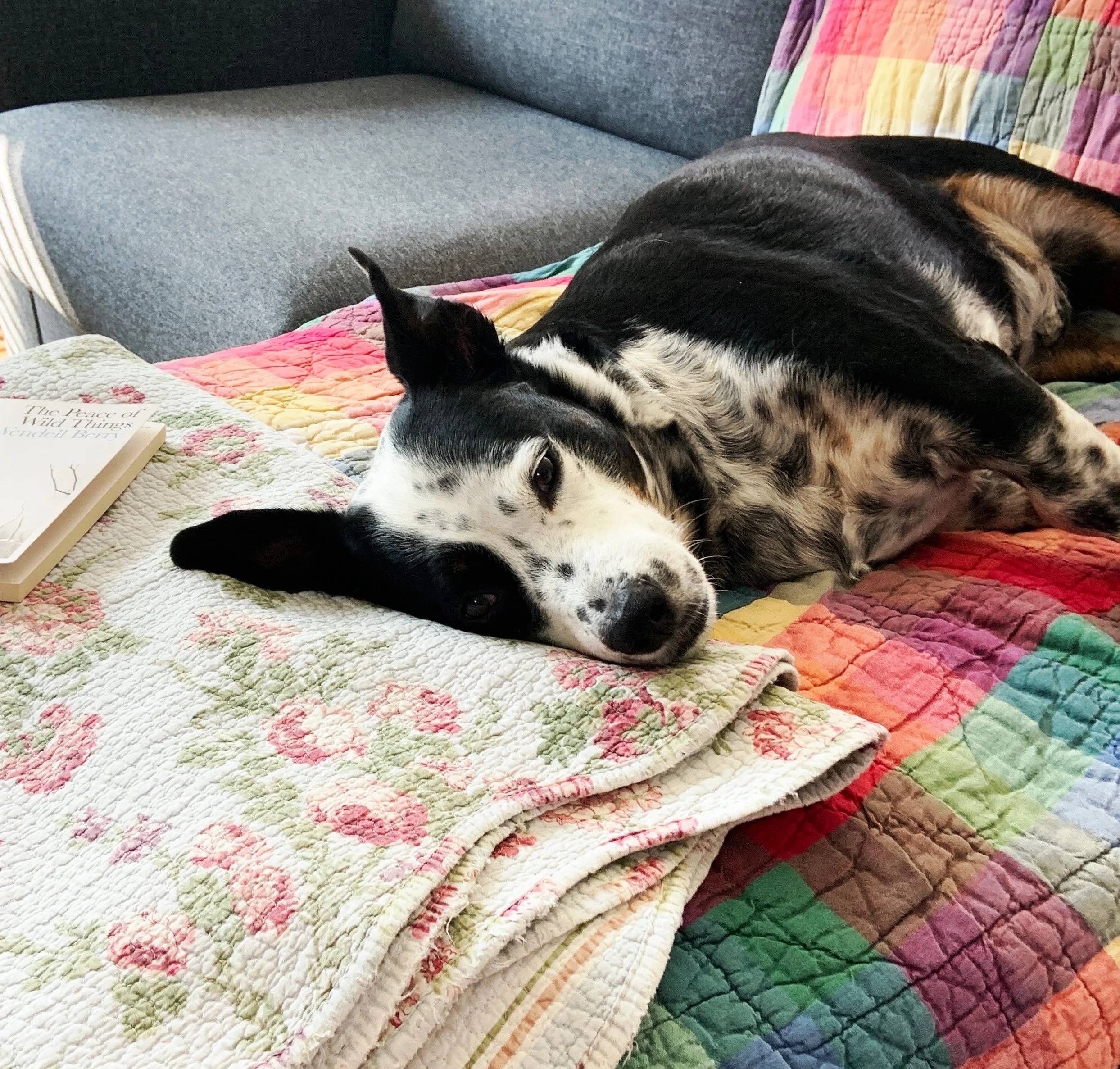 A black and white dog resting on a couch contentedly looking at the person who loves him most.