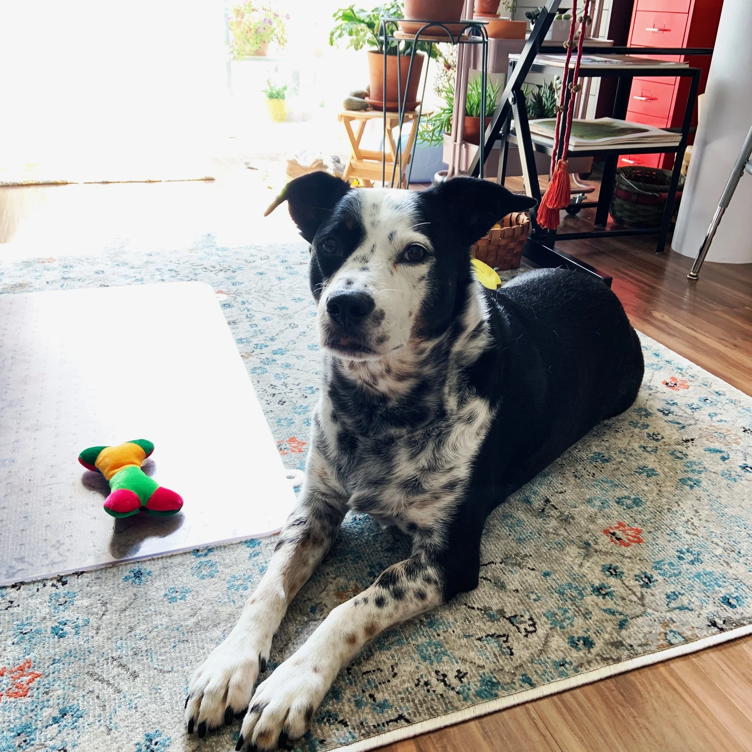 A black and white dog sits sits in his home next to a colorful bone looking at the person who loves him most.
