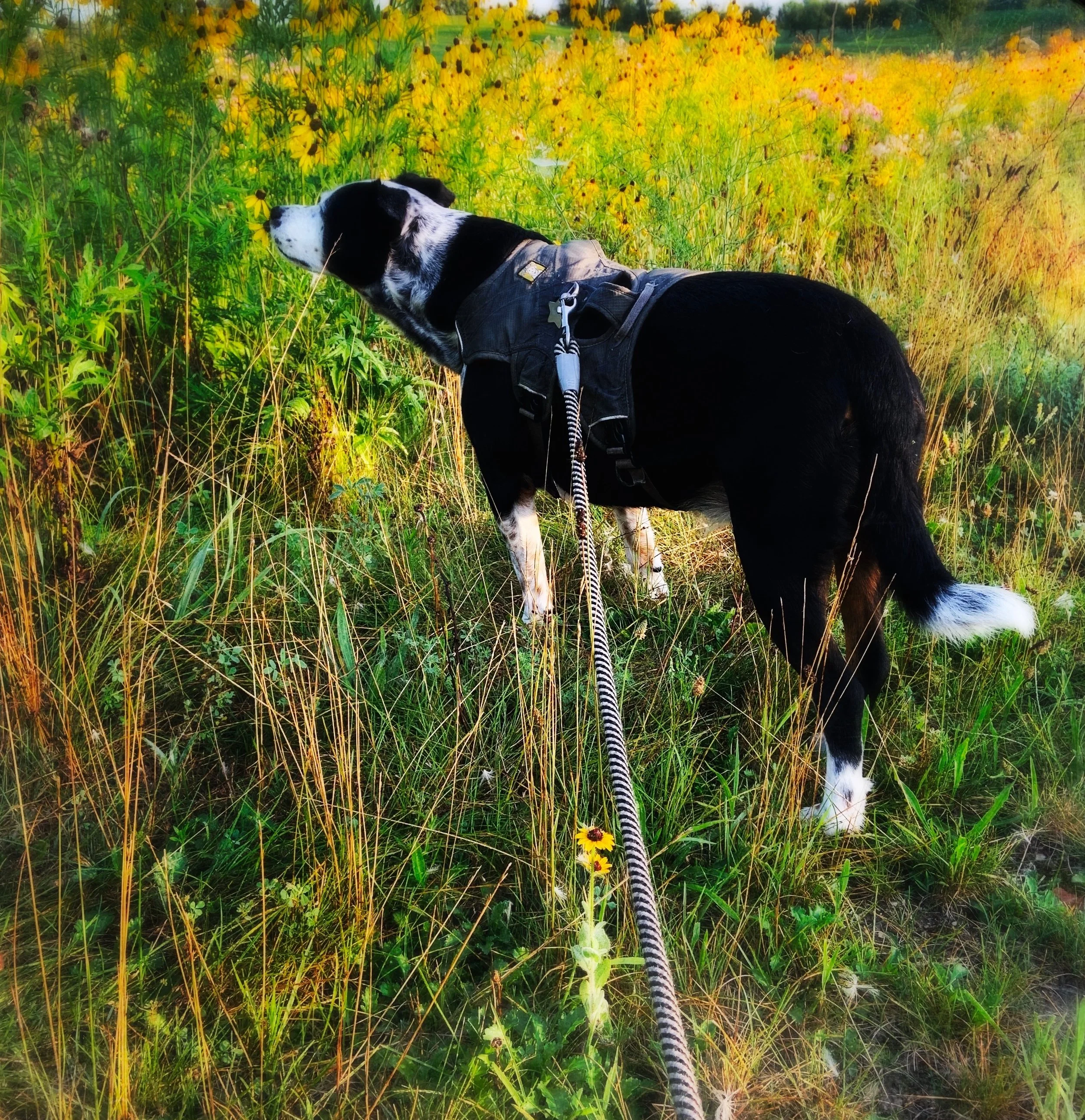 A black and white dog stops to smell one of many wild brown-eyed susans with the person who loves him most.