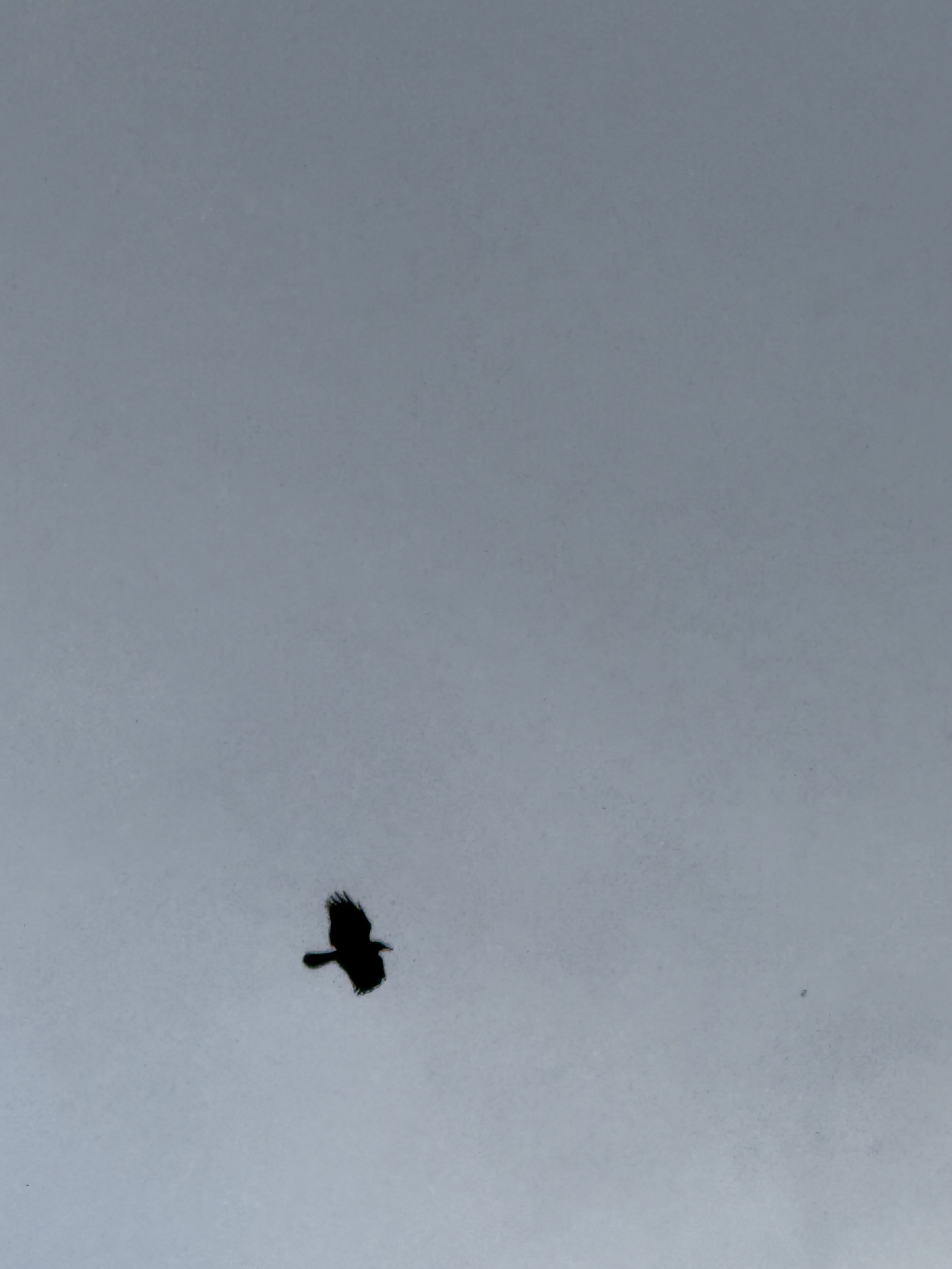 A crow flies on a blustery gray winter day.