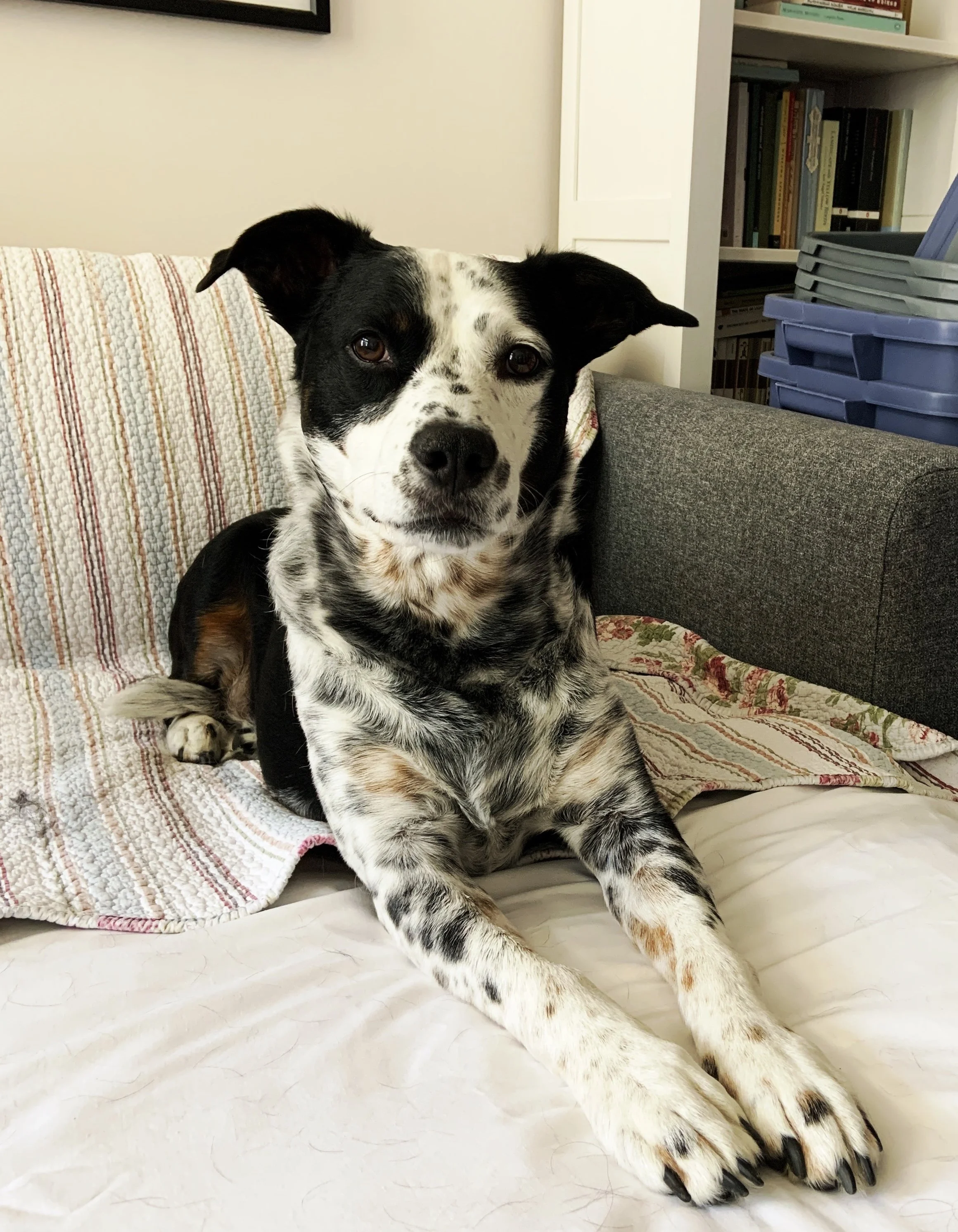 A black and white dog sits comfortably on a couch with his front legs outstretched looking thoughtfully at the person who loves him most.