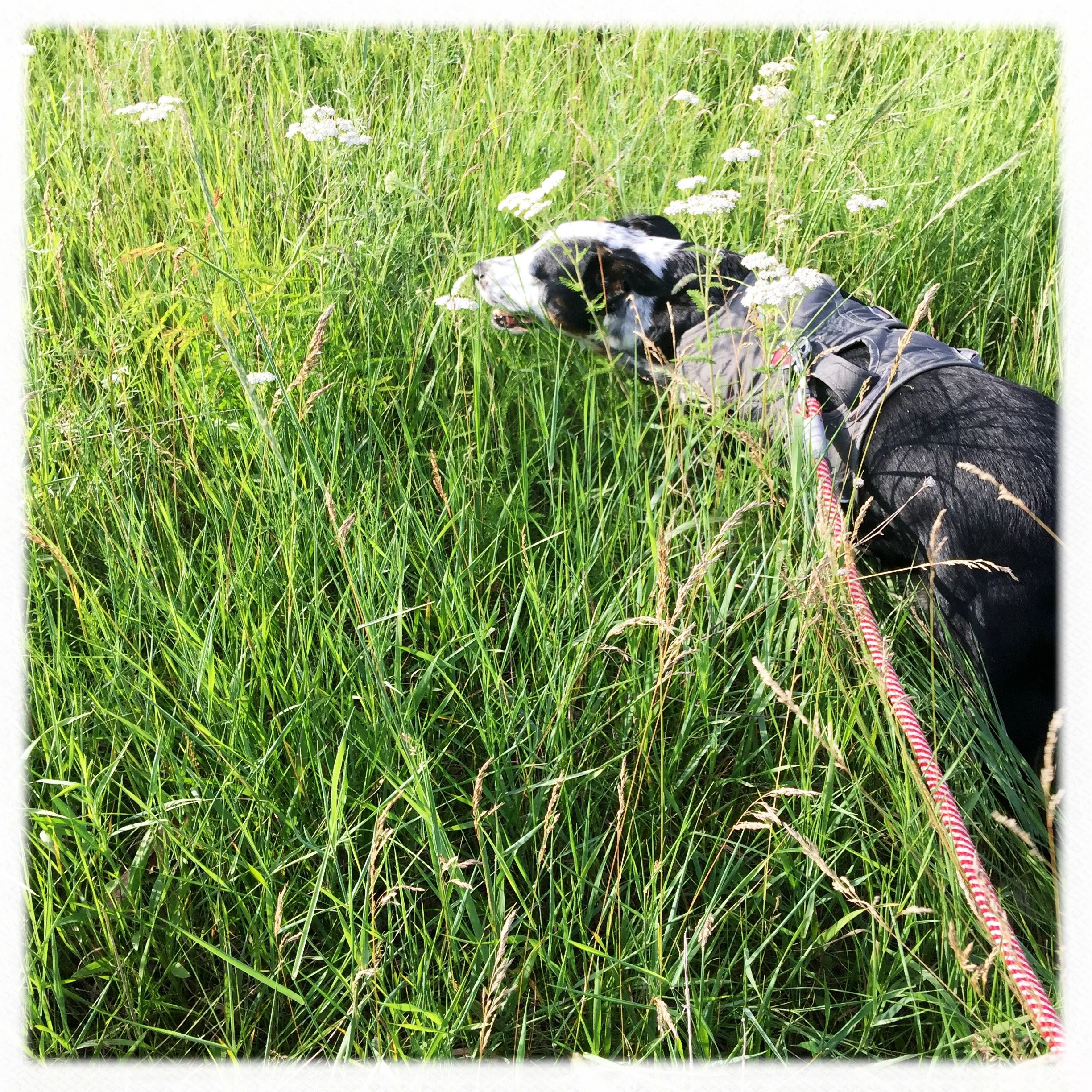A black and white dog walking through tall grasses and wildflowers on a sunny day with the person who loves him most.