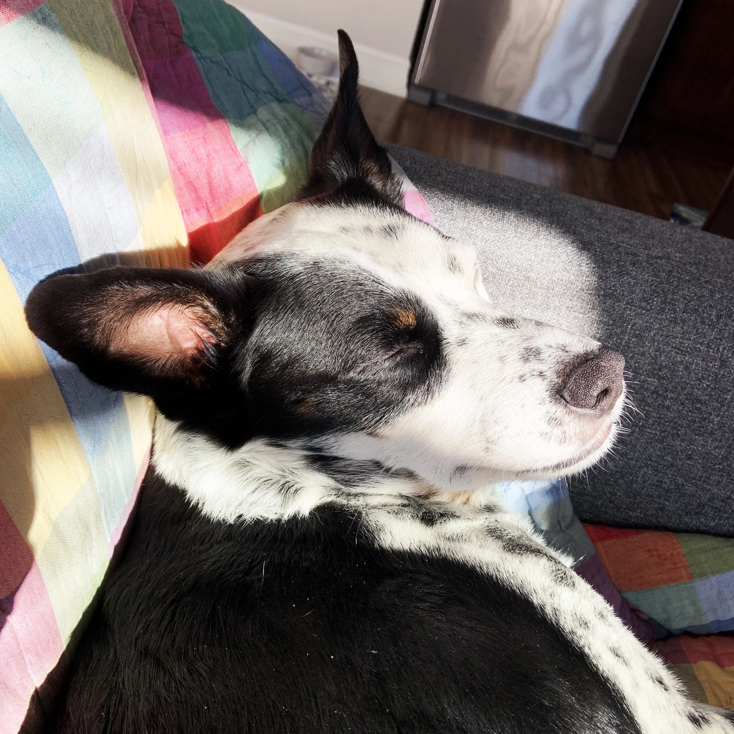 A black and white dog sleeping on a couch with morning sun on his face with the person who loves him most.