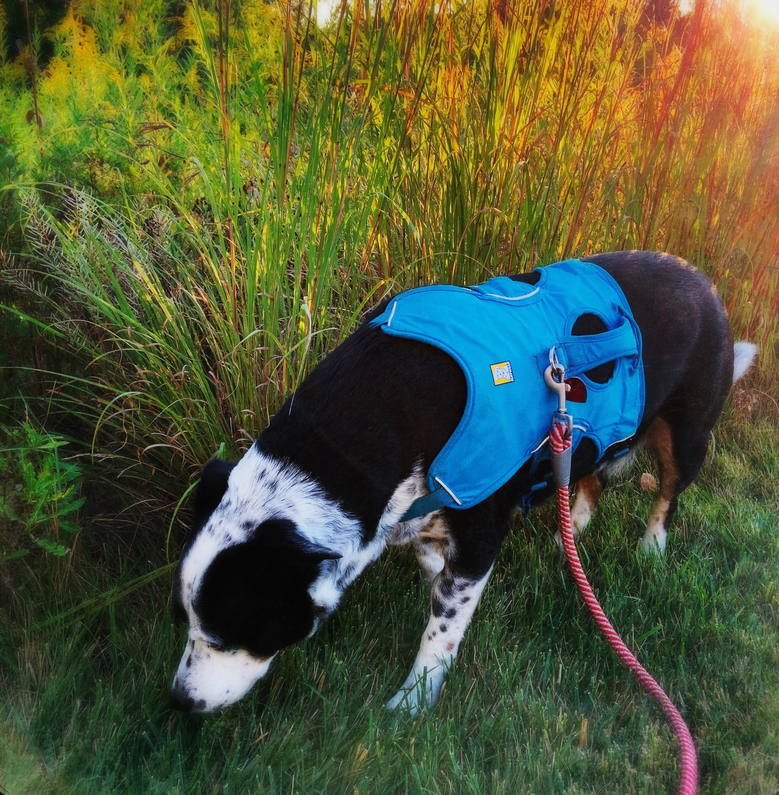 A black and white dog sniffing the ground next to tall grasses on a summer morning with the person who loves him most.
