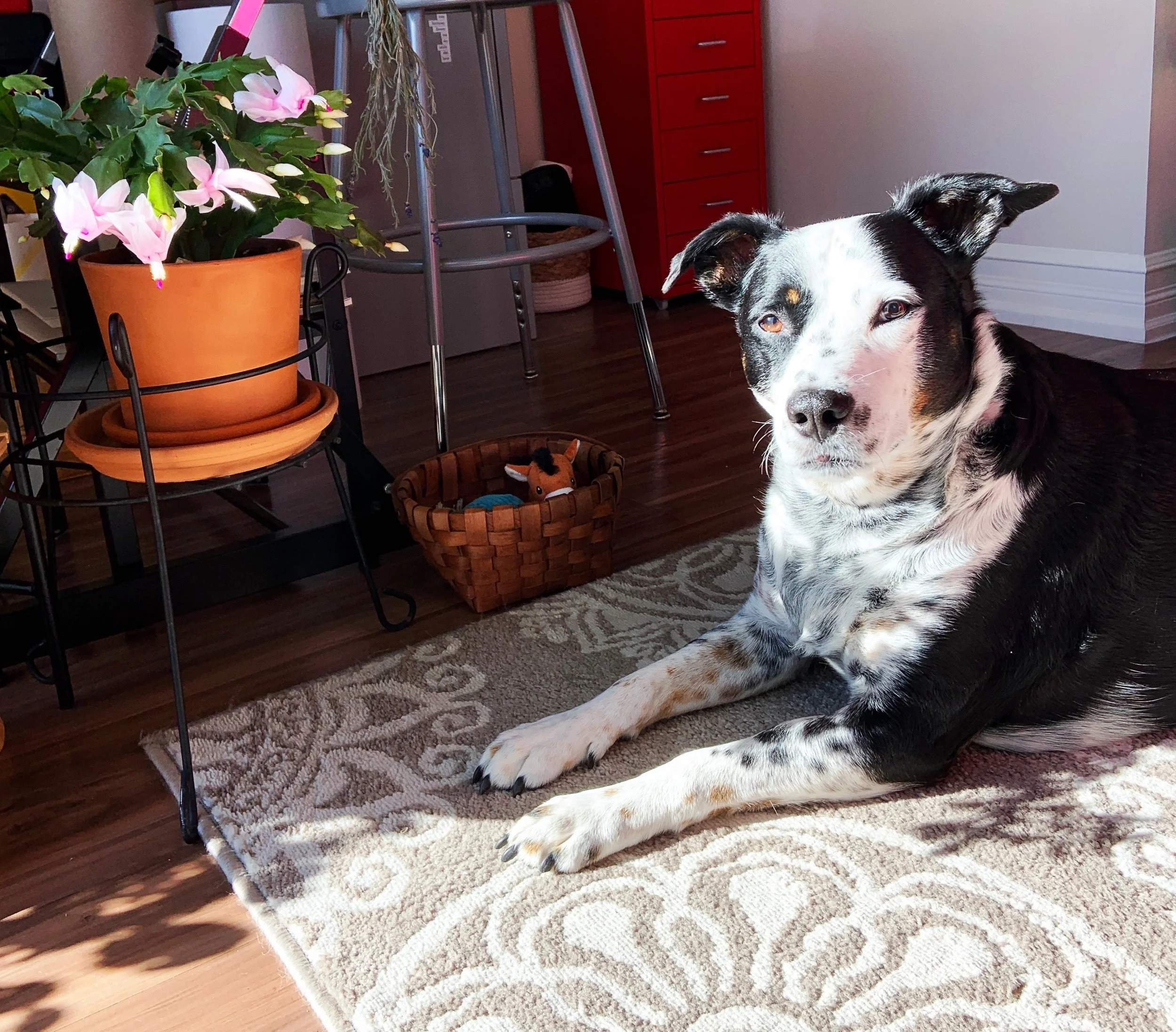 A black and white dog sitting calmly in his home by a window with sun pouring in, looking at the person who loves him most.
