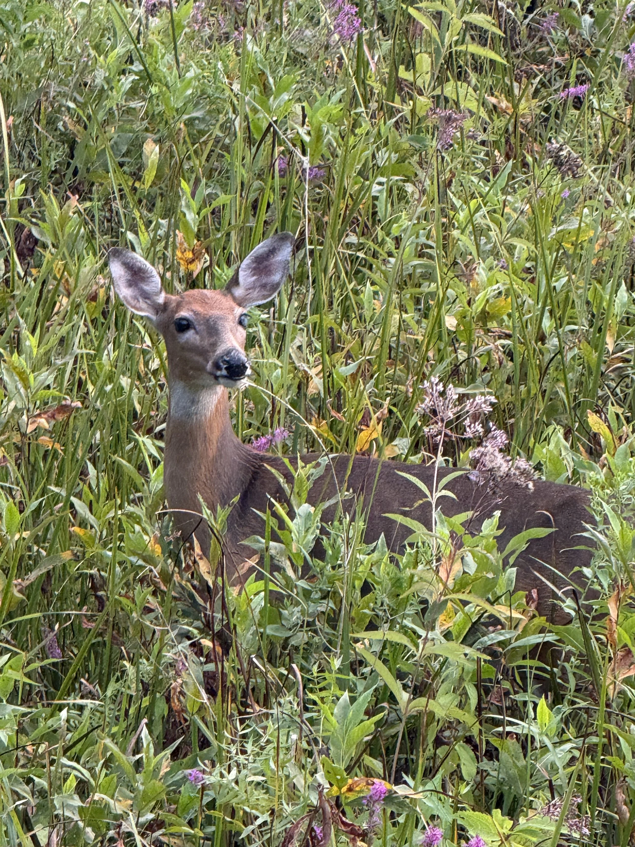 A deer standing in a thicket of swamp milkweed in September.