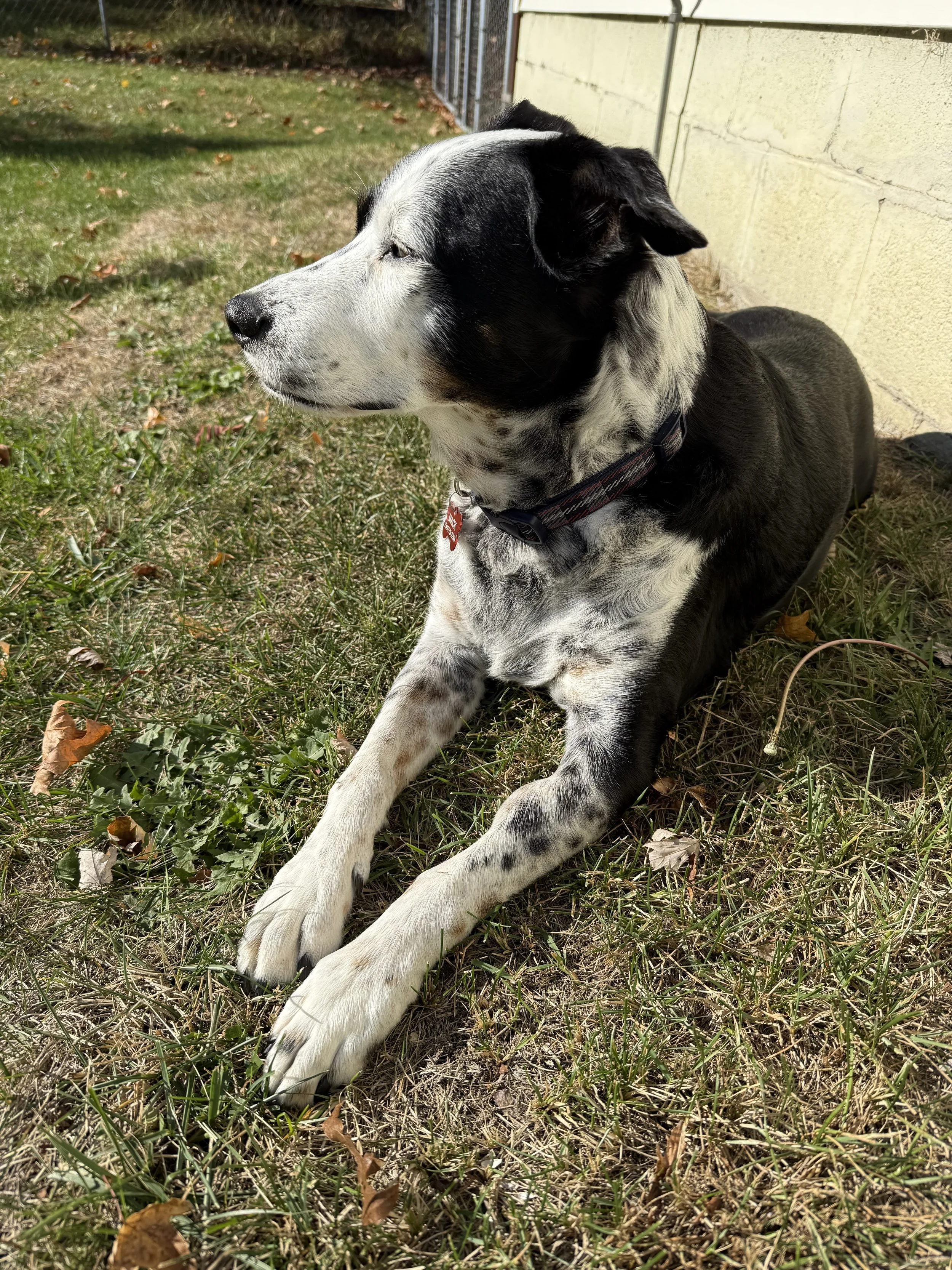 A black and white dog laying in the grass with sun shining on him with the person who loves him most.