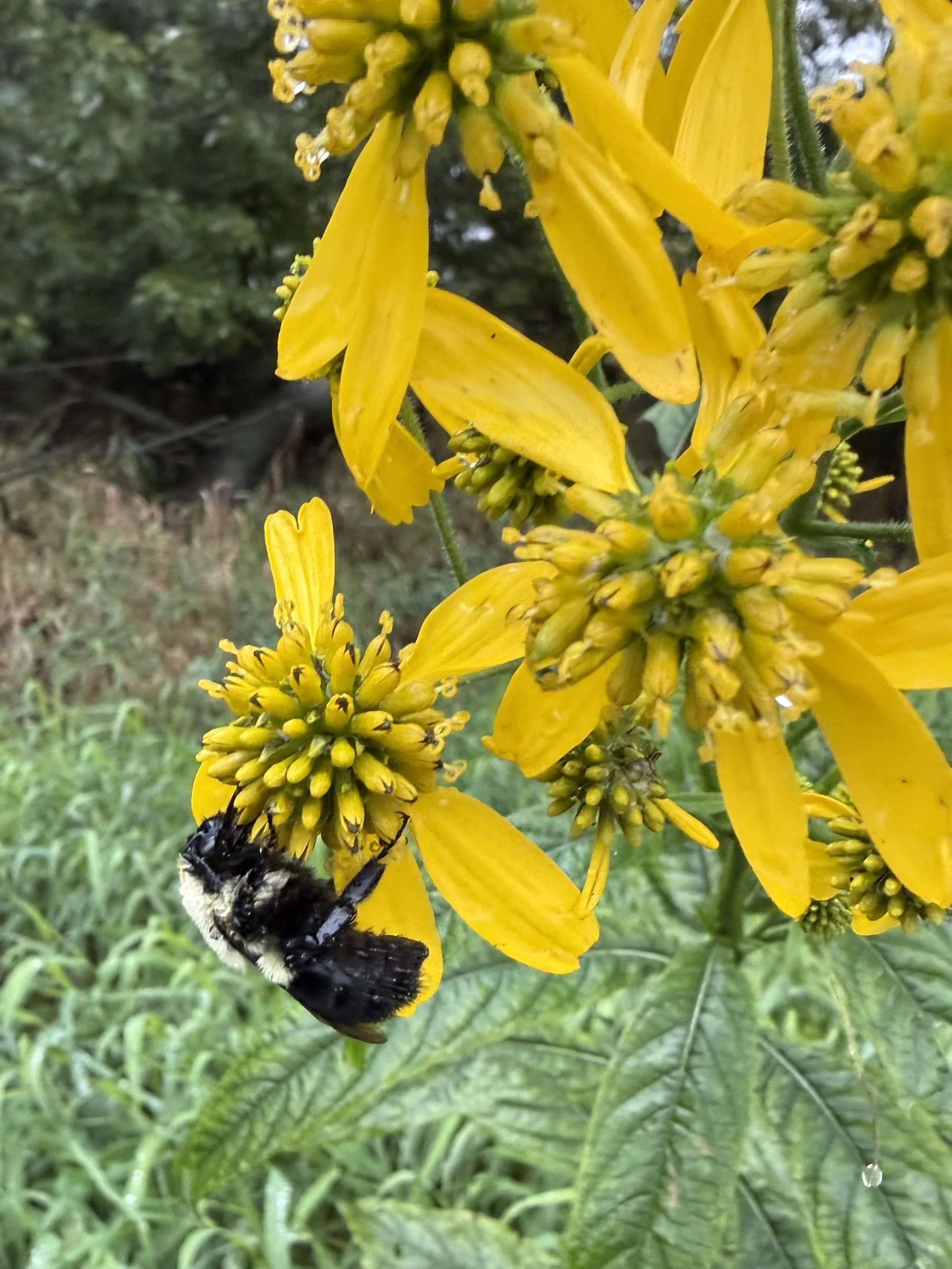 A bee rests on a wingstem in the rain.