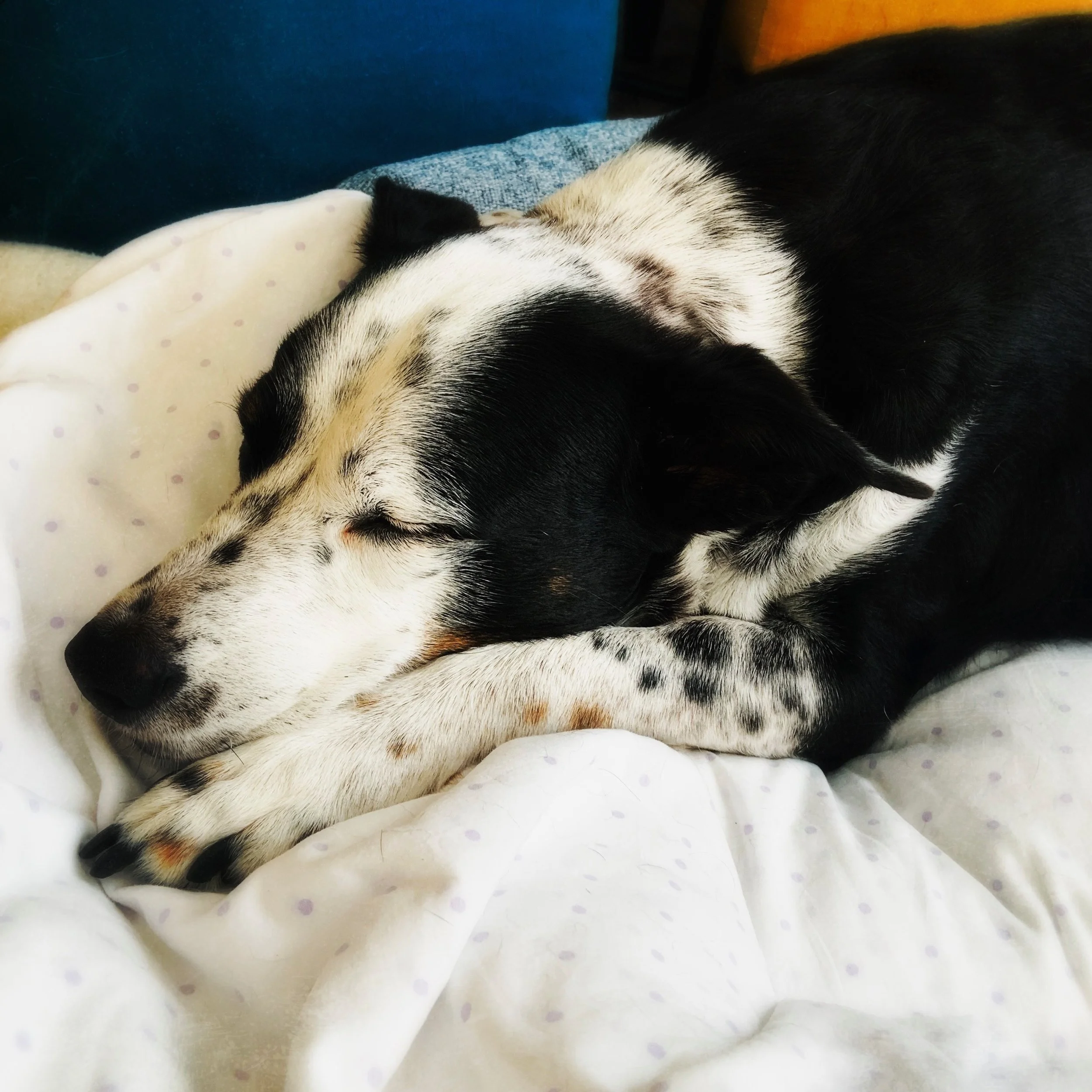 A black and white dog napping peacefully in the presence of the person who loves him most.