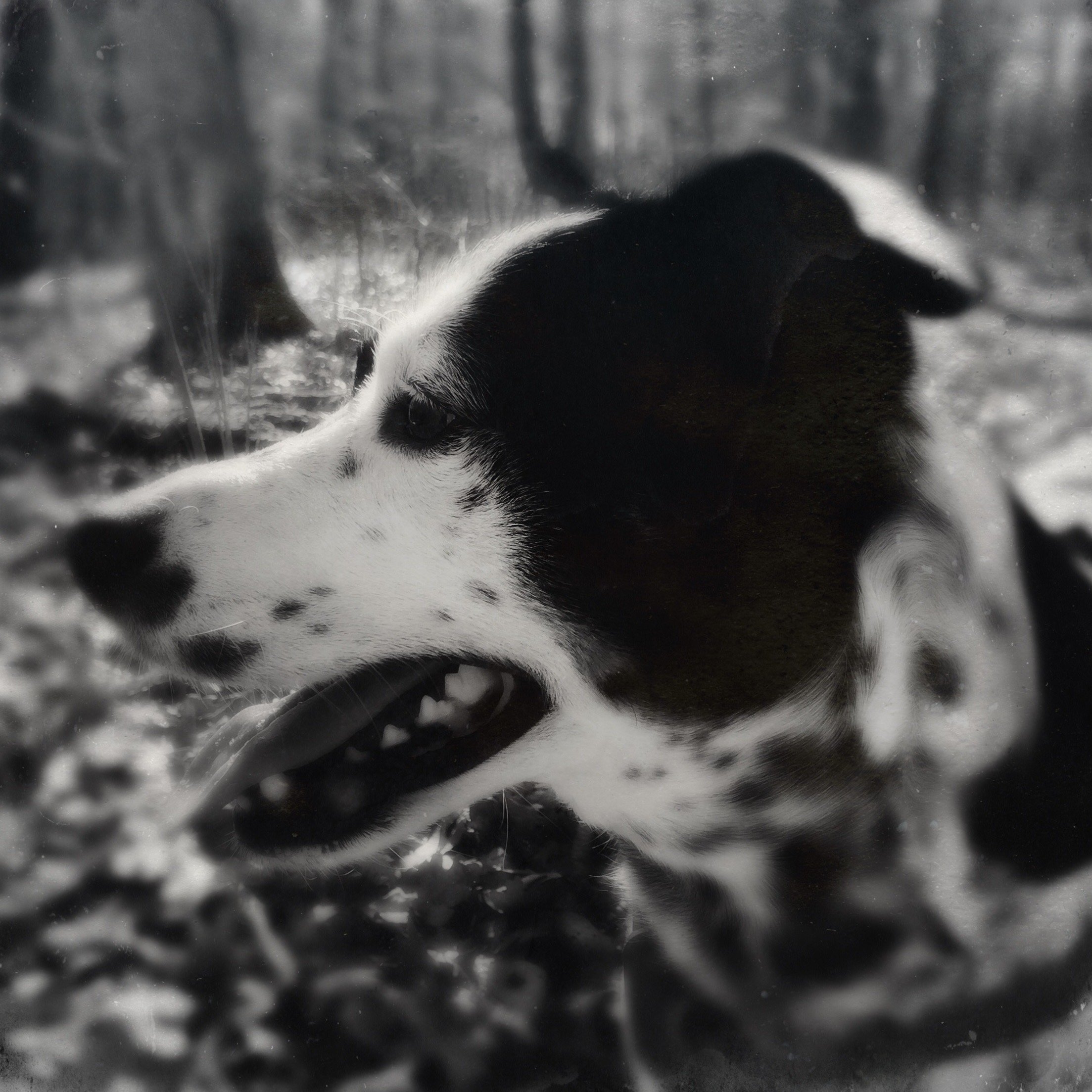 A black and white dog in a black and white photo in a forest with the person who loves him most.