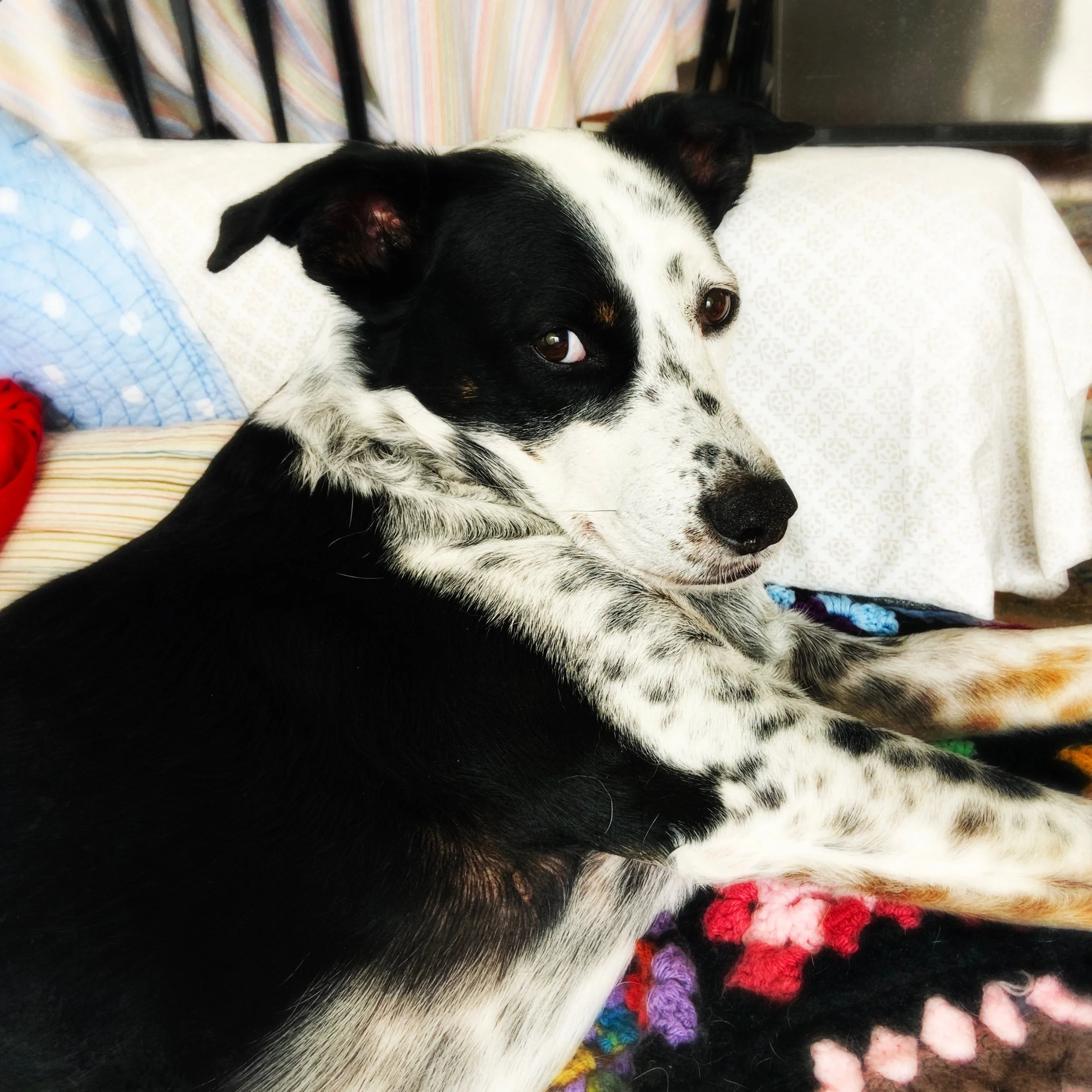 A black and white dog lying happily on the couch looking at the person who loves him most.