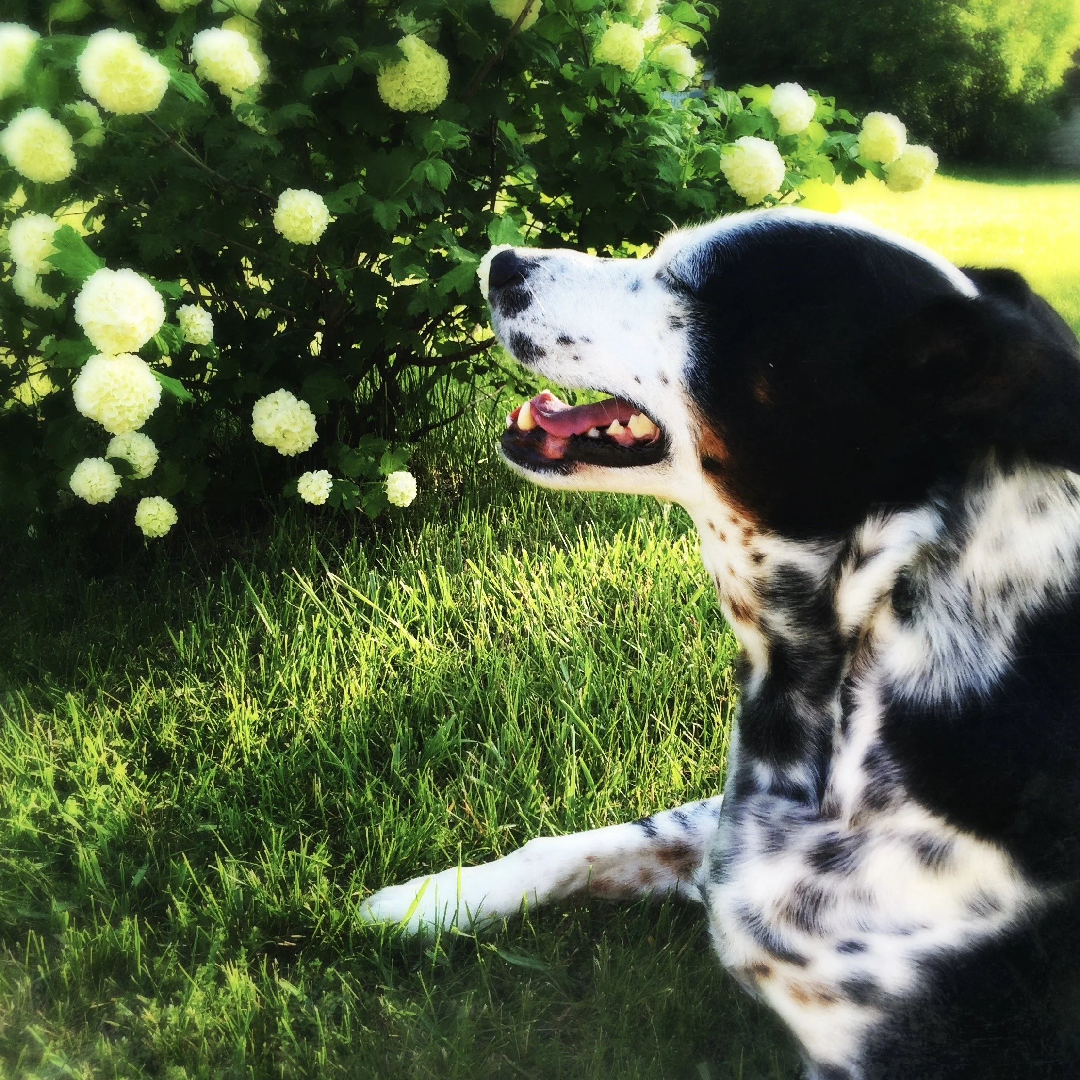 A black and white dog sitting in the grass next to a blooming snowball bush smiling on a sunny day with the person who loves him most.